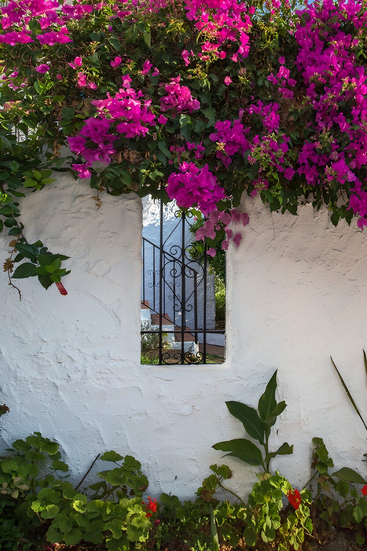 Vibrant Bougainvillea Over White Wall
