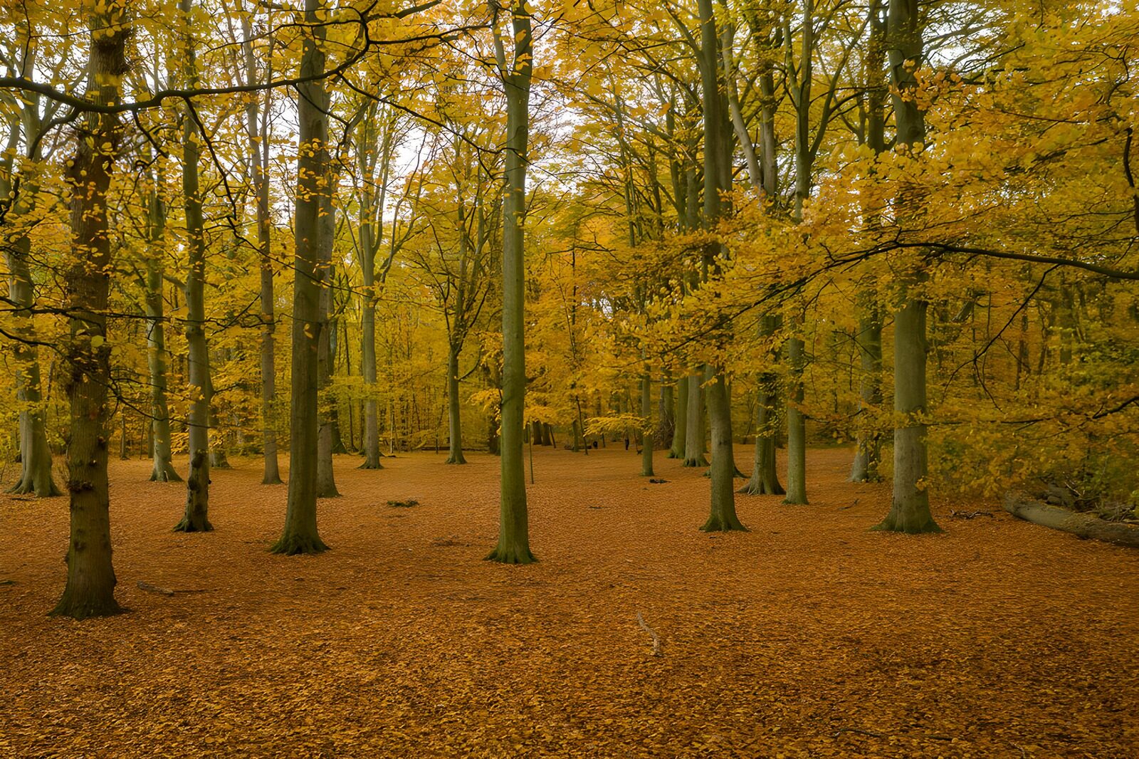OCCOM5519194: Golden Grove in Autumn Splendor