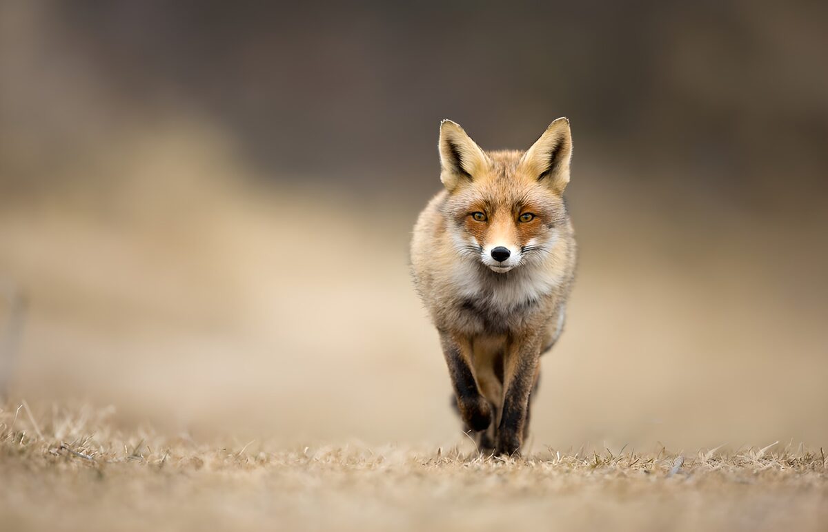 Majestic Fox Walking Through Grass