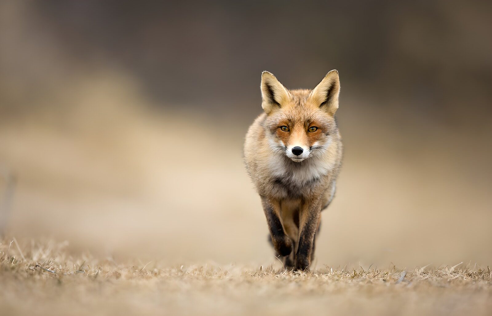 OCCOM8990232: Majestic Fox Walking Through Grass
