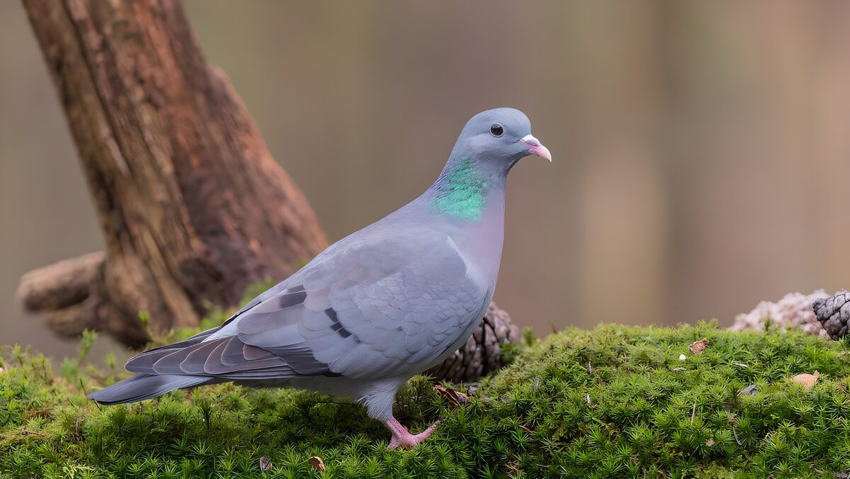 Urban Beauty: The Common Pigeon