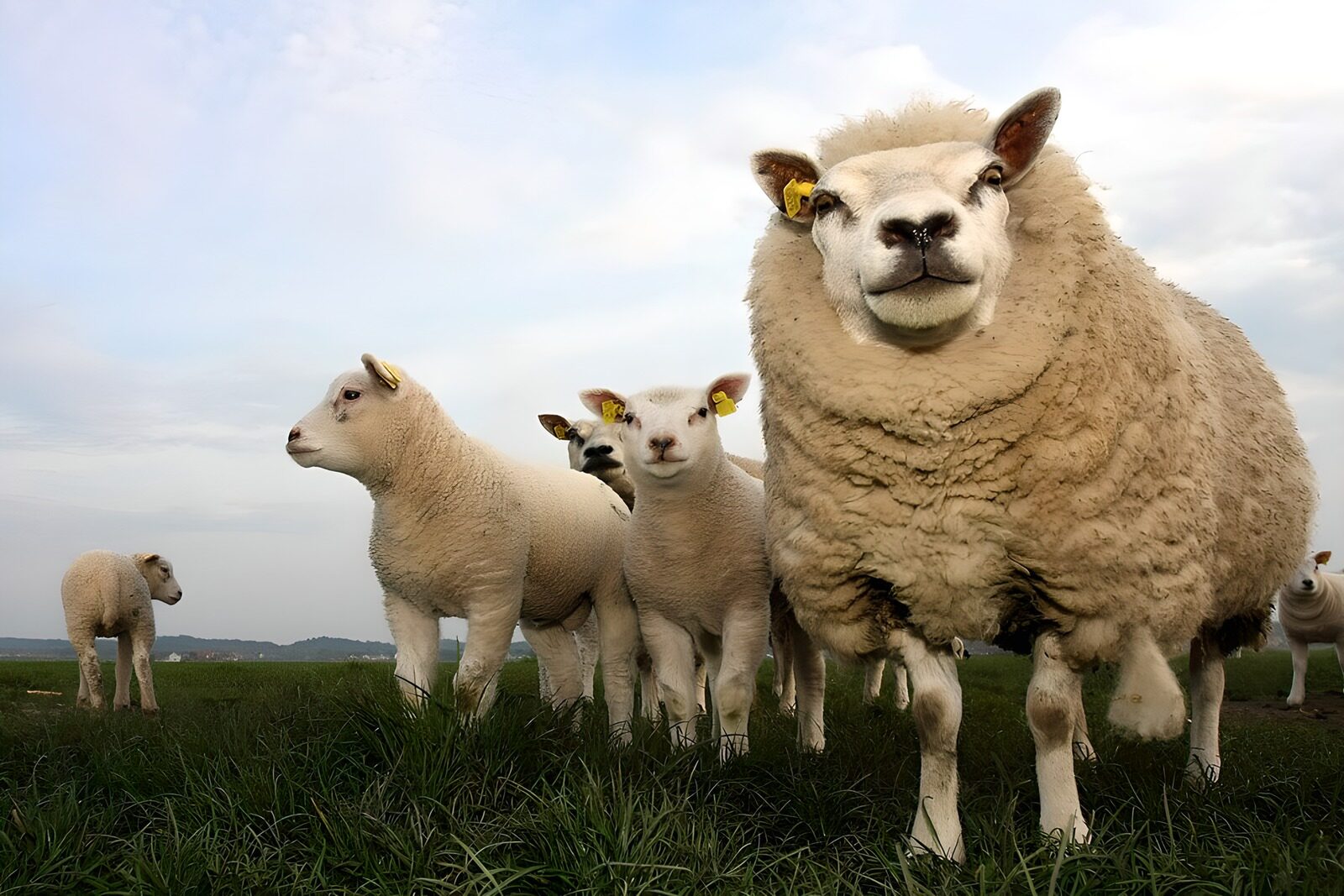 OCCOM6383007: Curious Sheep in a Pasture