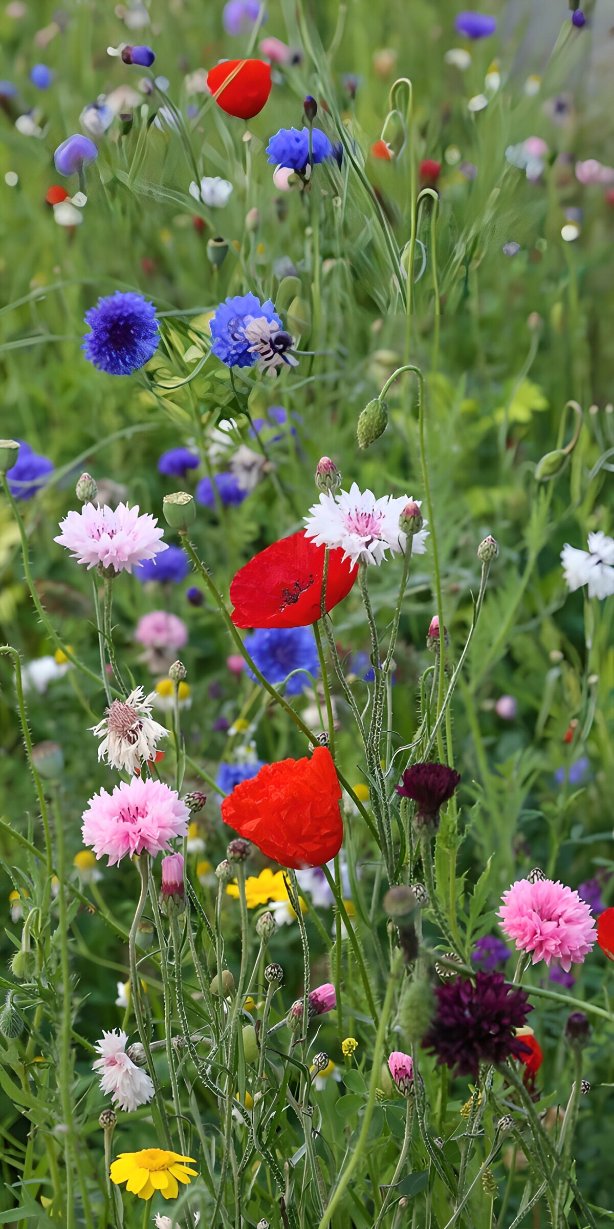OCCOM2302451: Vibrant Wildflower Meadow