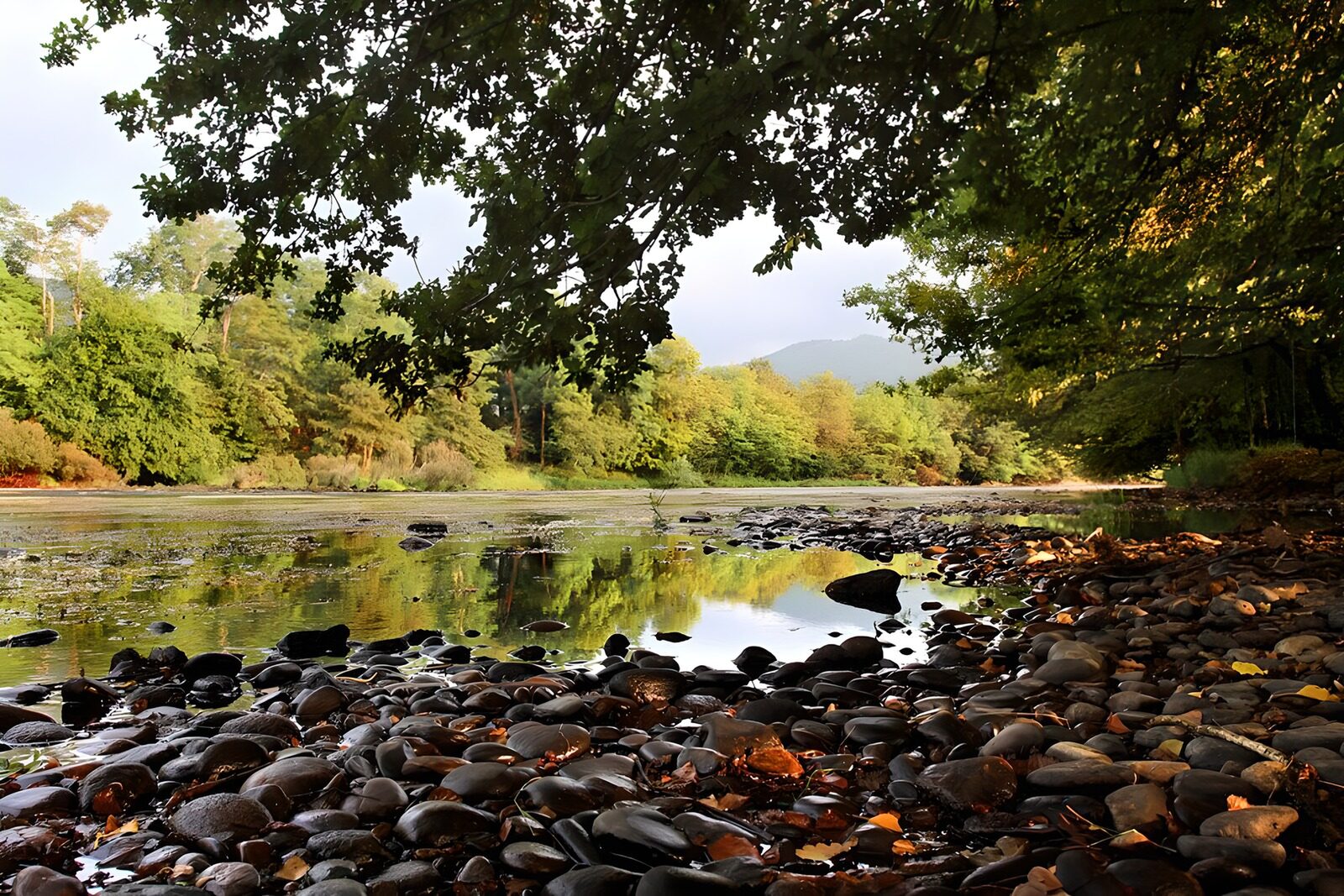 OCCOM5024197: Serene Riverbank Reflection