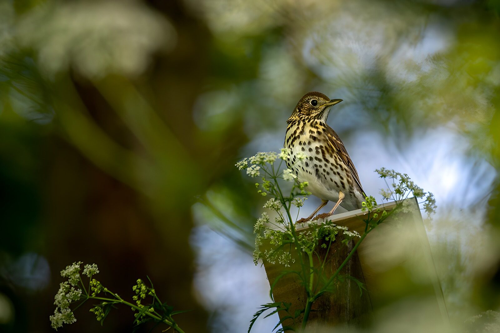 OCCOM6975078: Song Thrush Perched on Garden Post