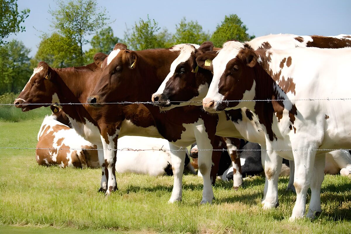 Cows Grazing in the Meadow