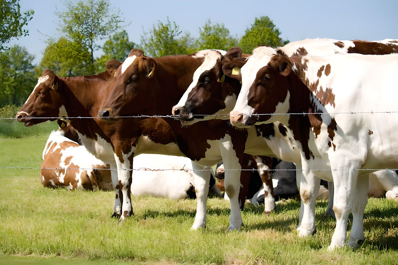 OCCOM9309390: Cows Grazing in the Meadow