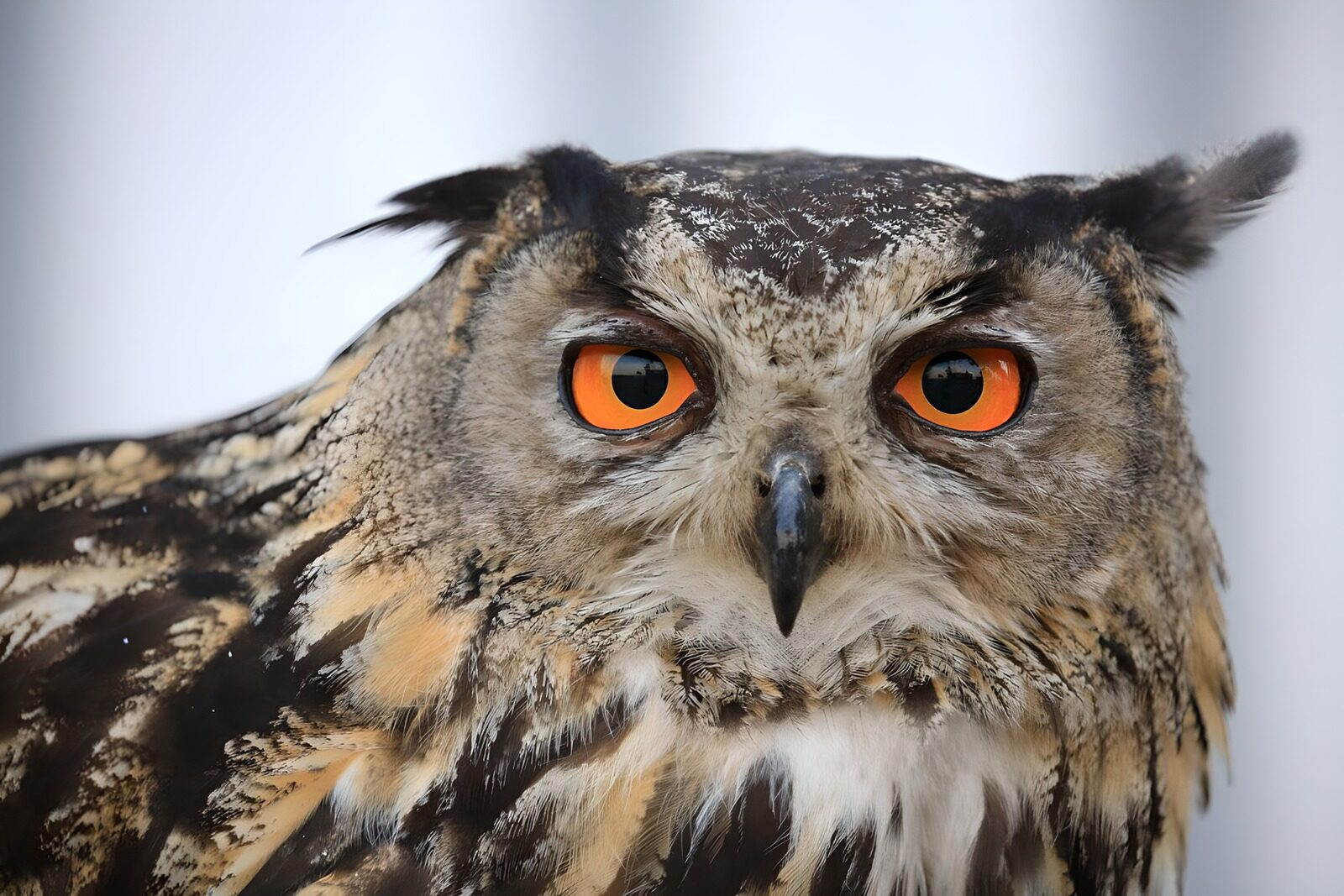 OCCOM3575456: Majestic Owl Gazing Intently