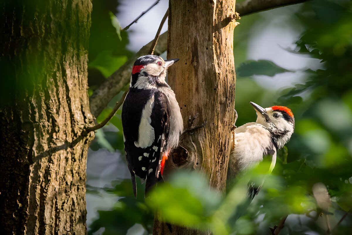 Woodpecker Pair on Tree