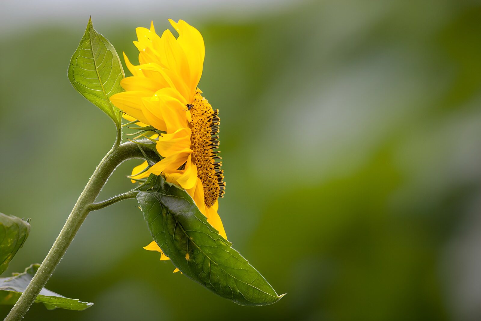 OCCOM7406454: Bright Sunflower in Full Bloom