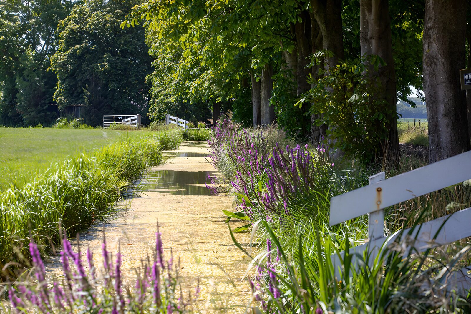 OCCOM8212595: Serene Pathway Through Nature