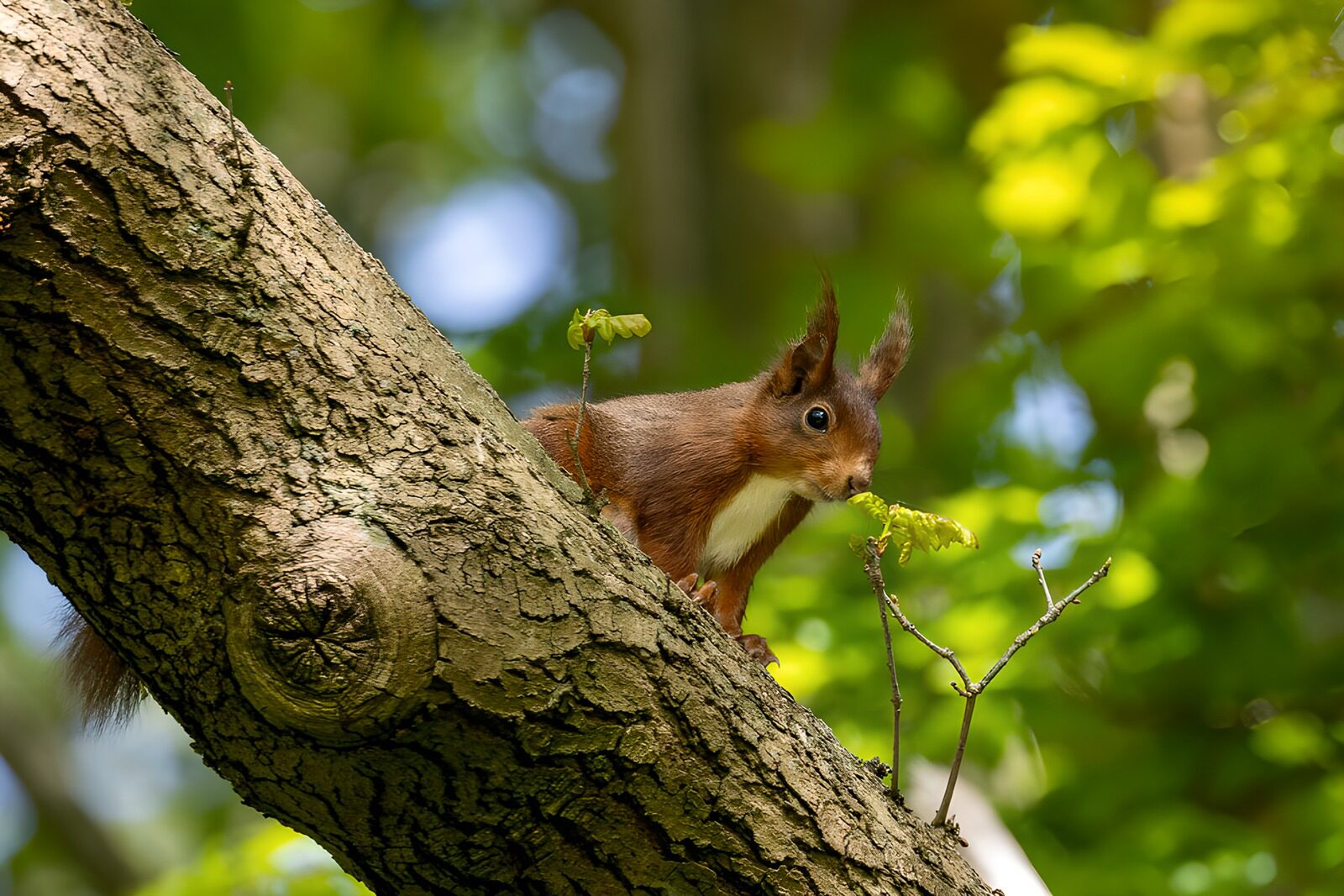 OCCOM9173753: Red Squirrel on Oak Branch