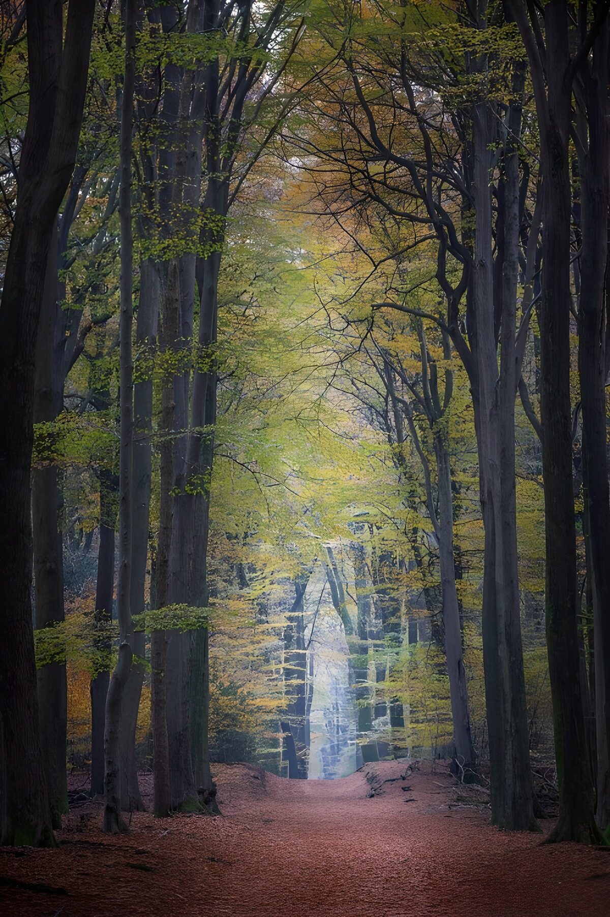 OCCOM7915434: Serene Autumn Pathway in the Forest