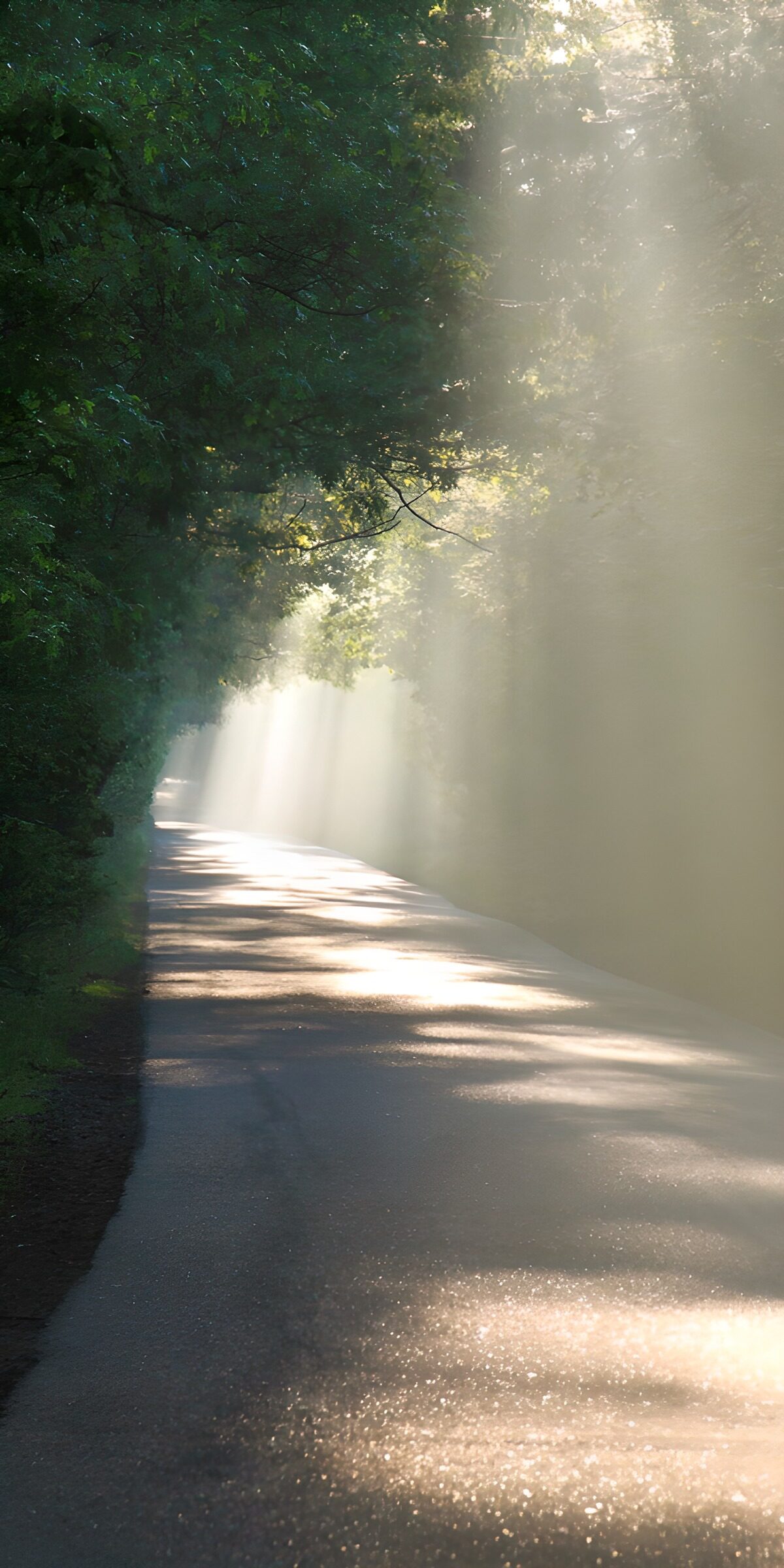 OCCOM9727278: Serene Morning Light on a Quiet Road
