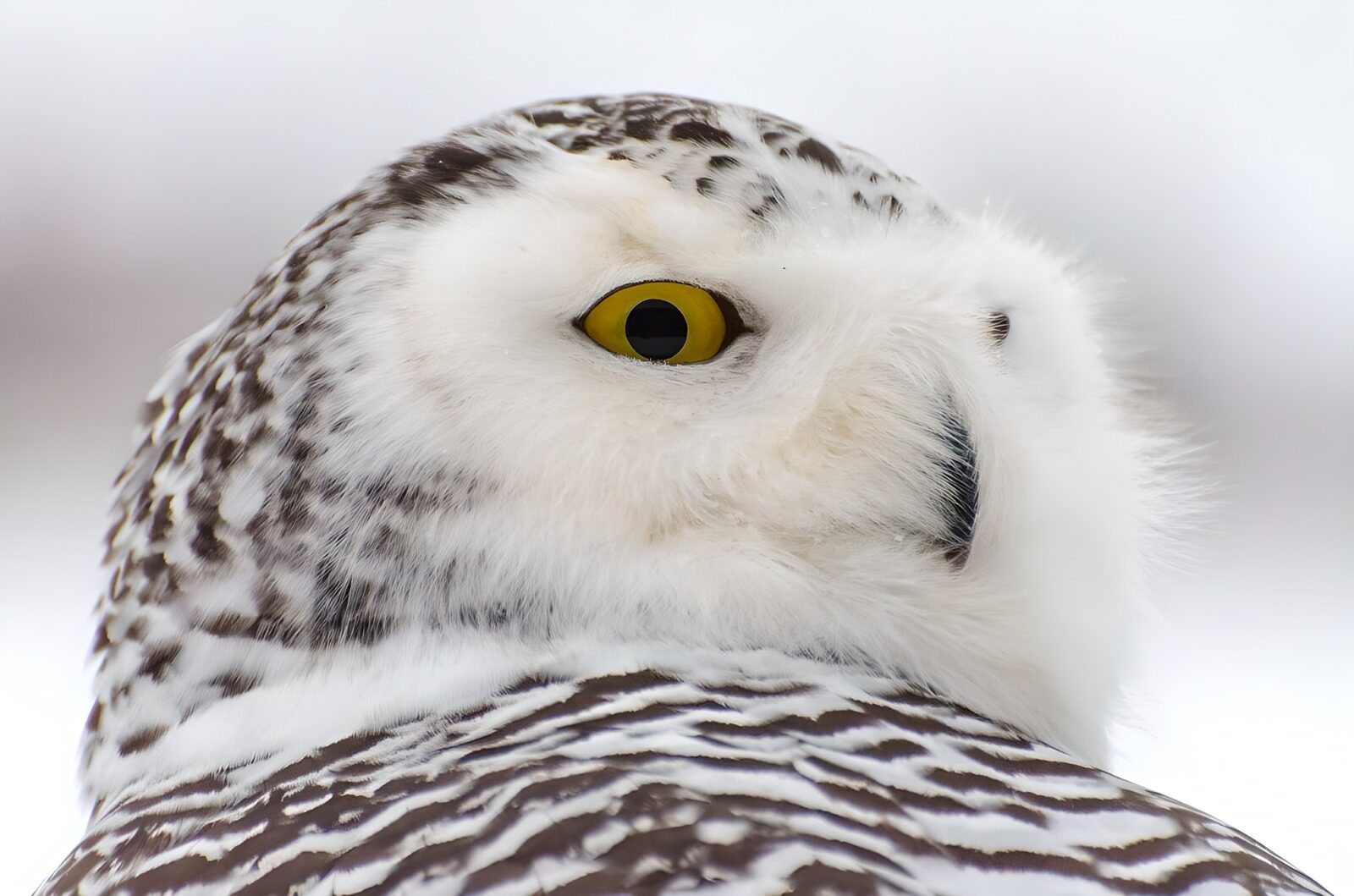 OCCOM6667071: Majestic Snowy Owl Close-Up