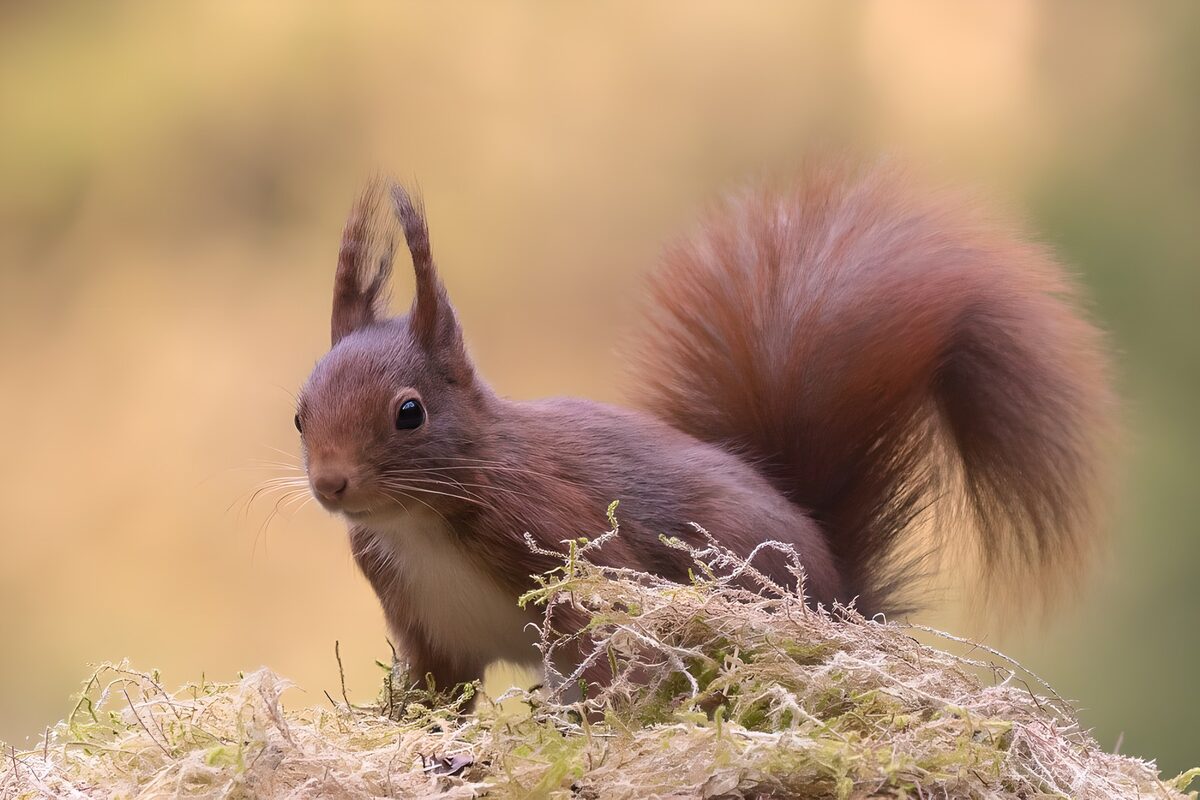 Playful Red Squirrel in Nature