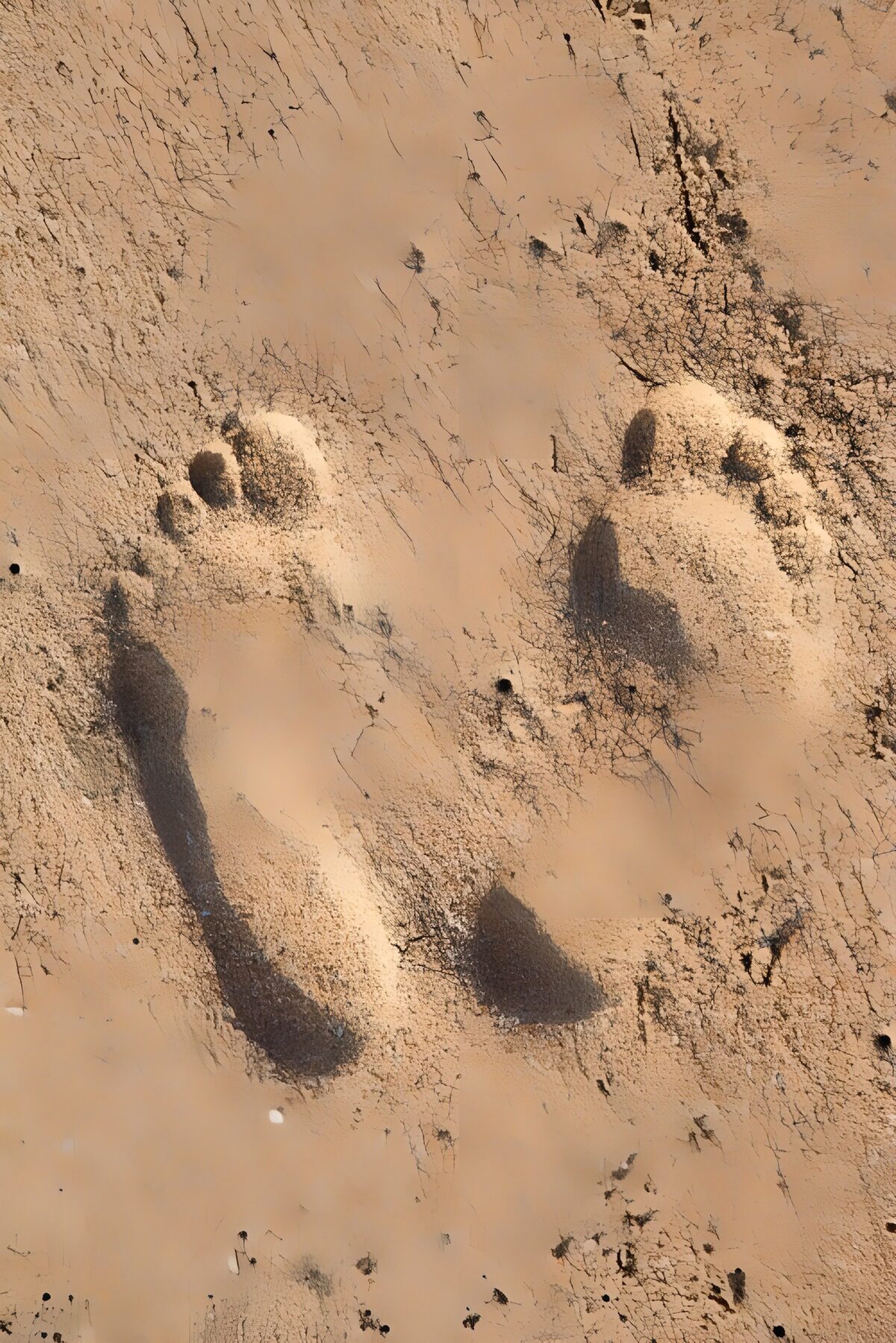 OCCOM4656200: Footprints in the Sand