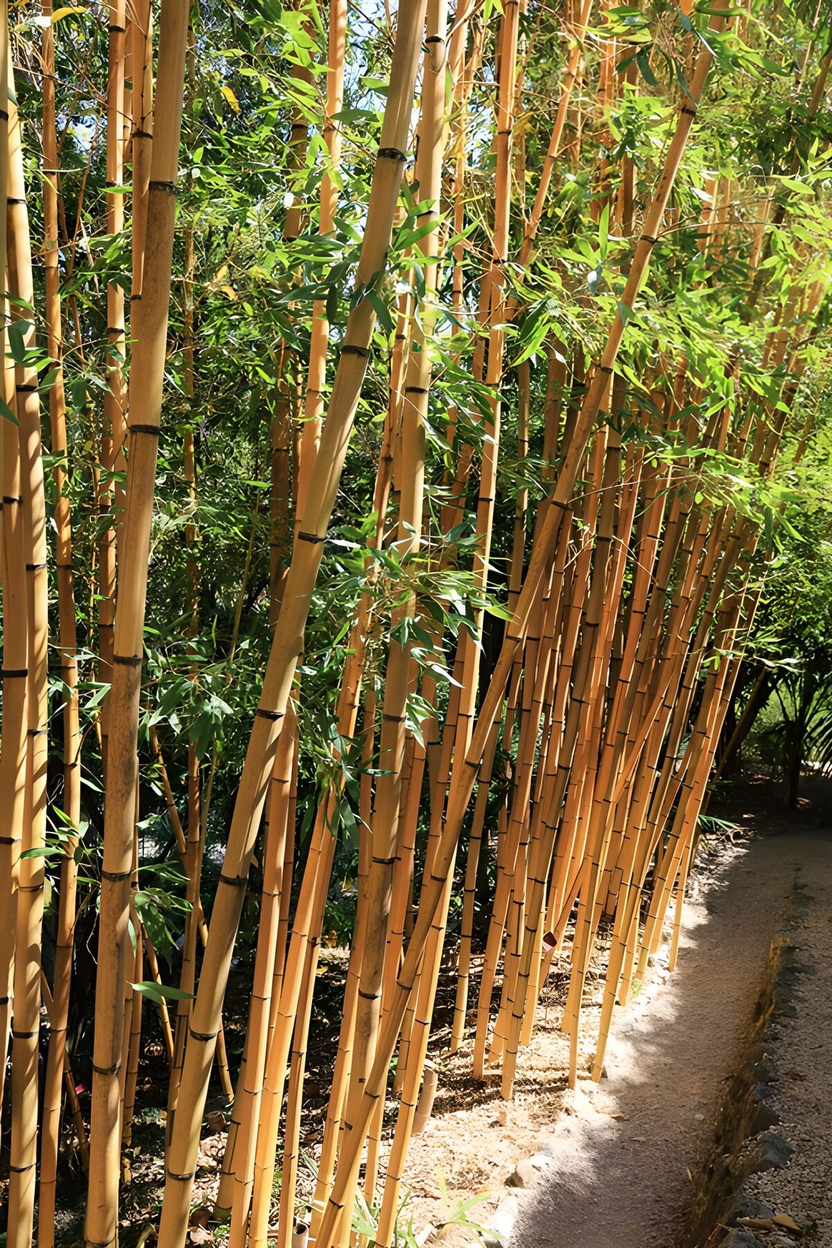 OCCOM4758629: Serene Bamboo Grove