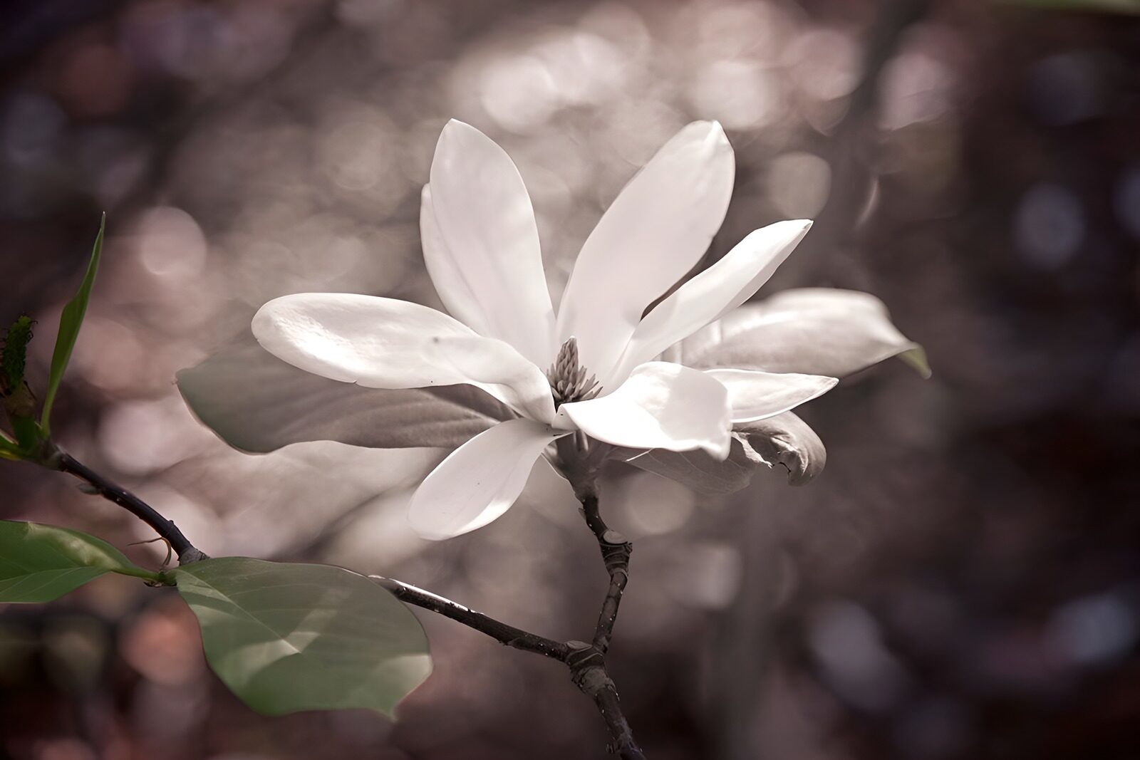 OCCOM9278439: Delicate Magnolia Bloom