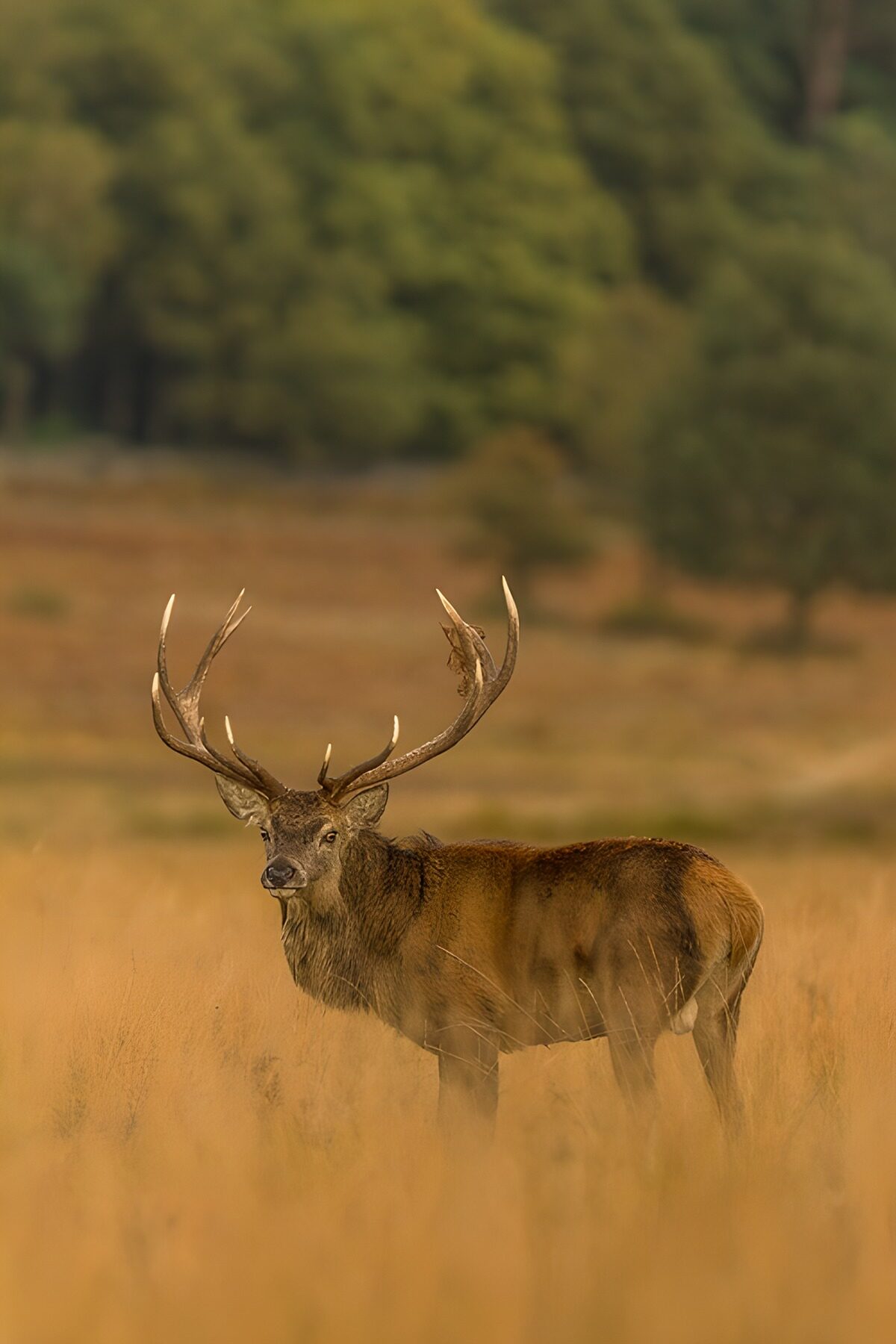OCCOM6875178: Majestic Stag in Autumn Fields