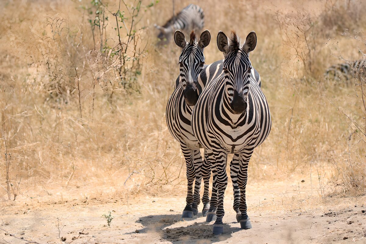 Striking Zebras in the Wild