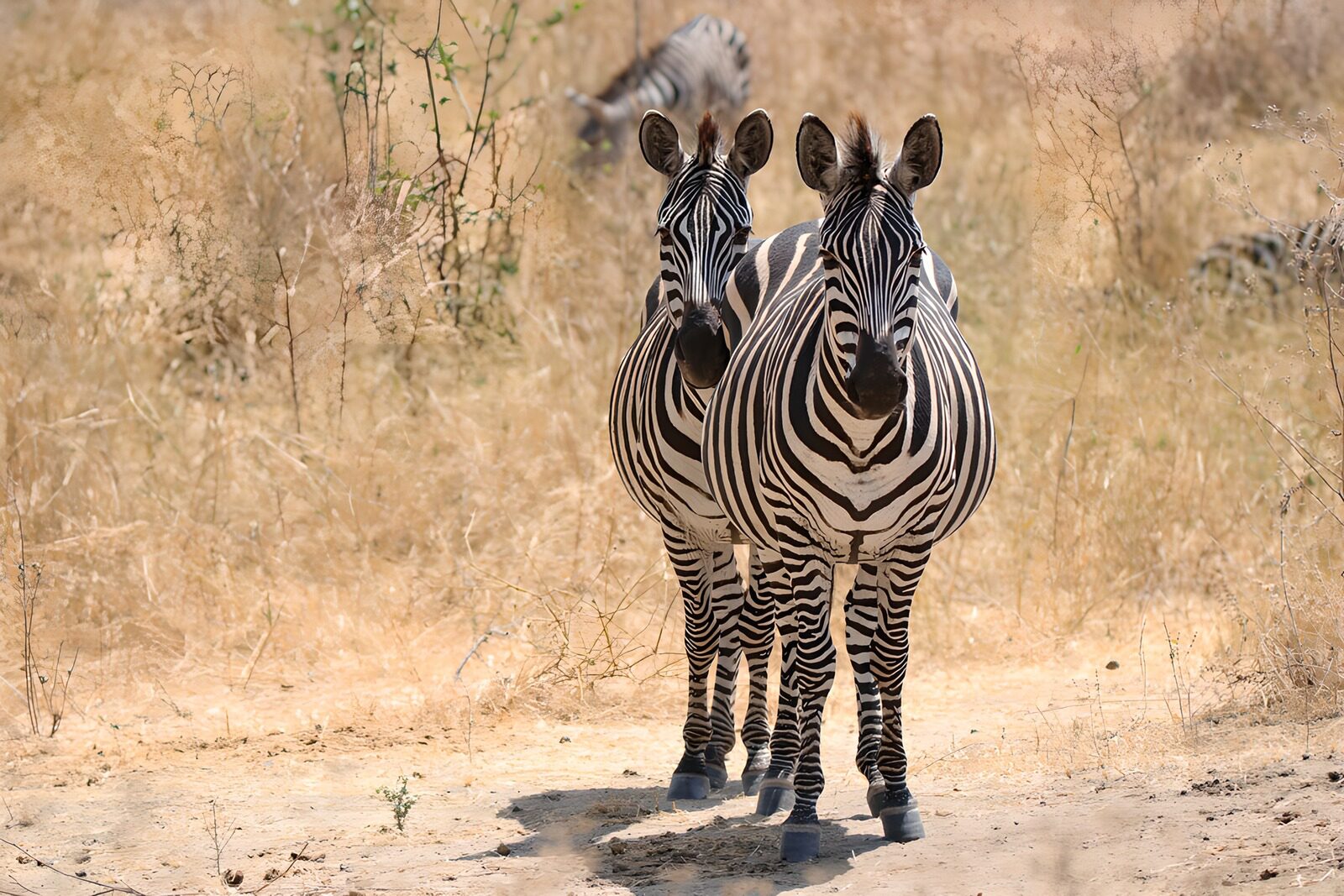 OCCOM7943801: Striking Zebras in the Wild