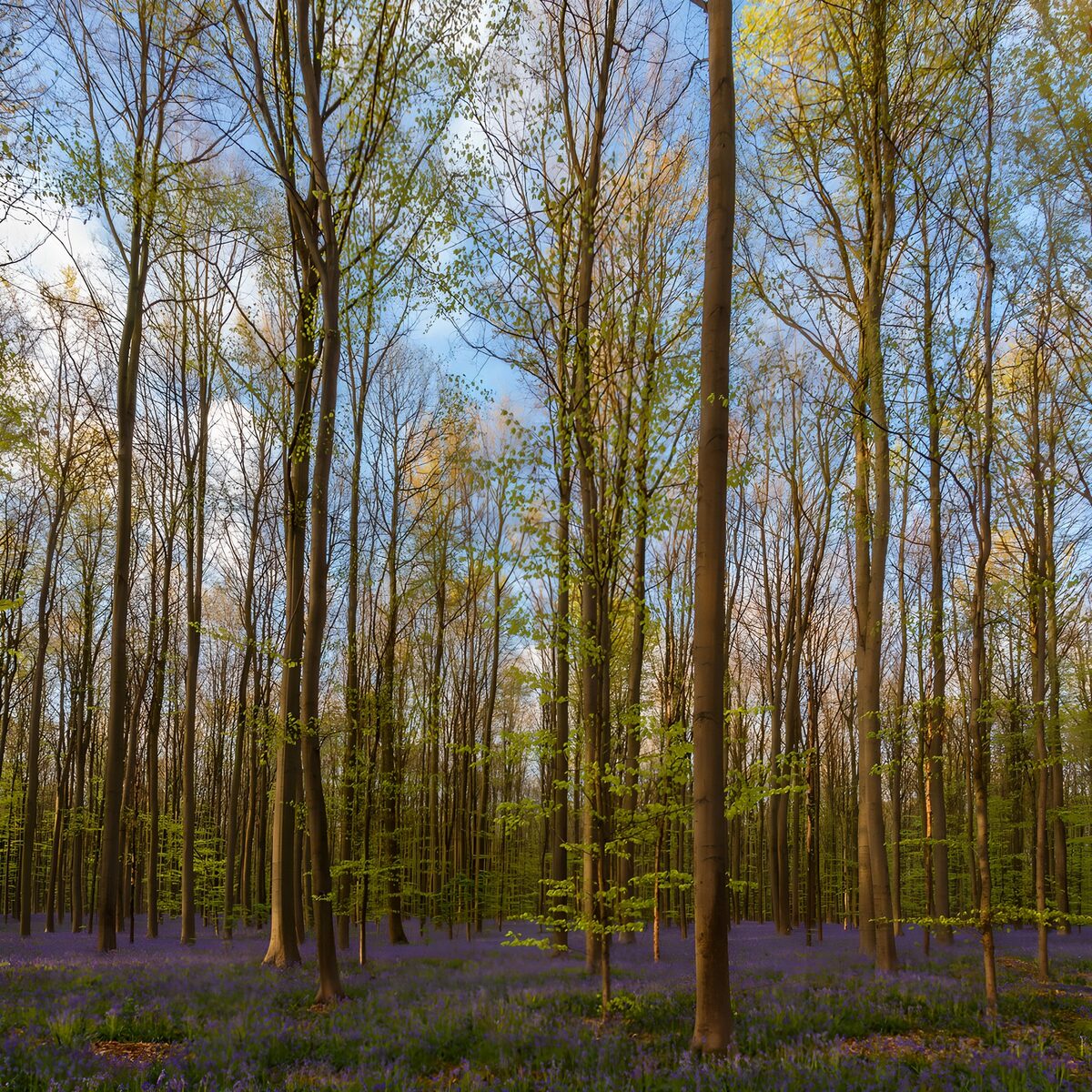 OCCOM4500259: Enchanted Forest in Bloom