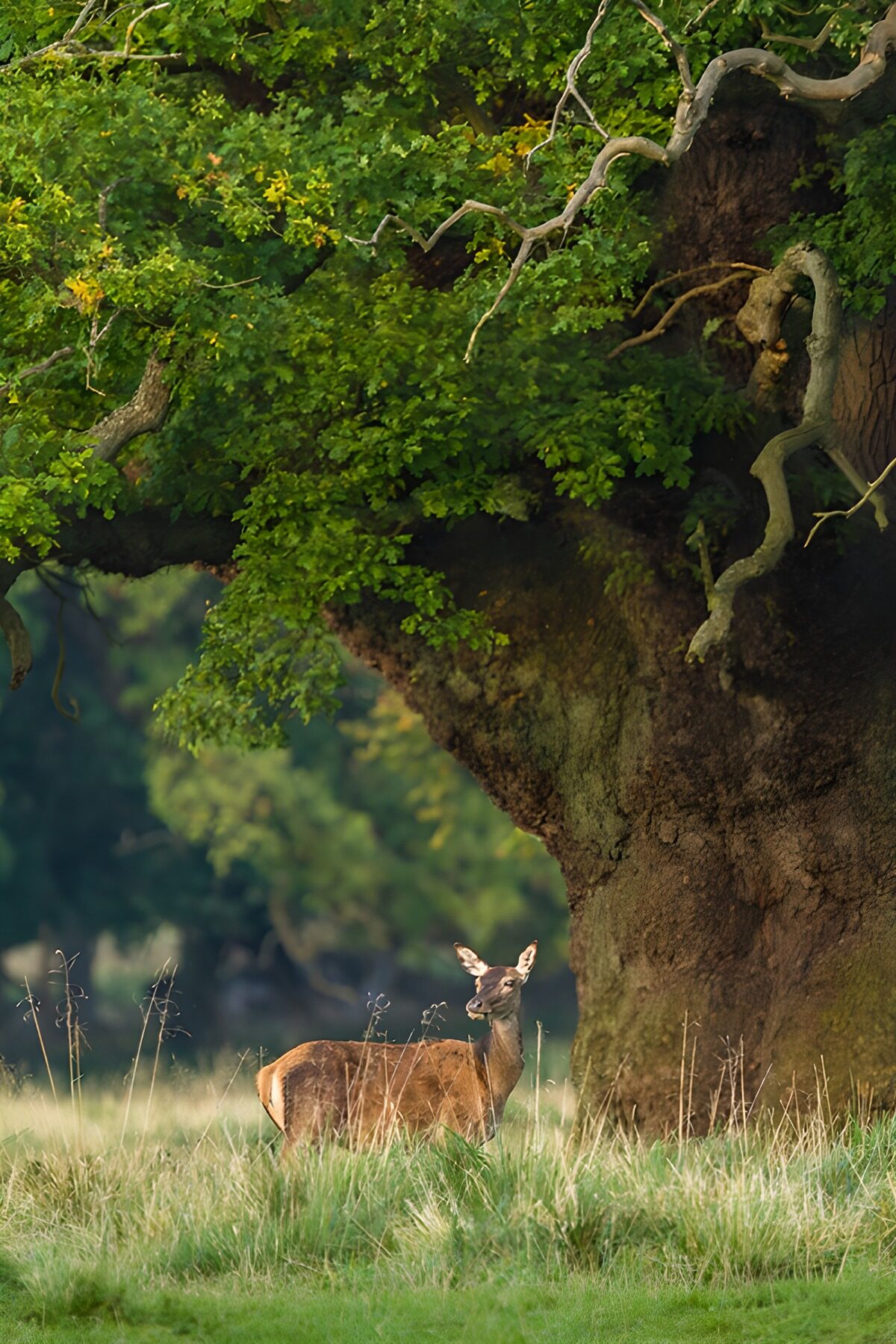 Serene Deer by the Ancient Tree