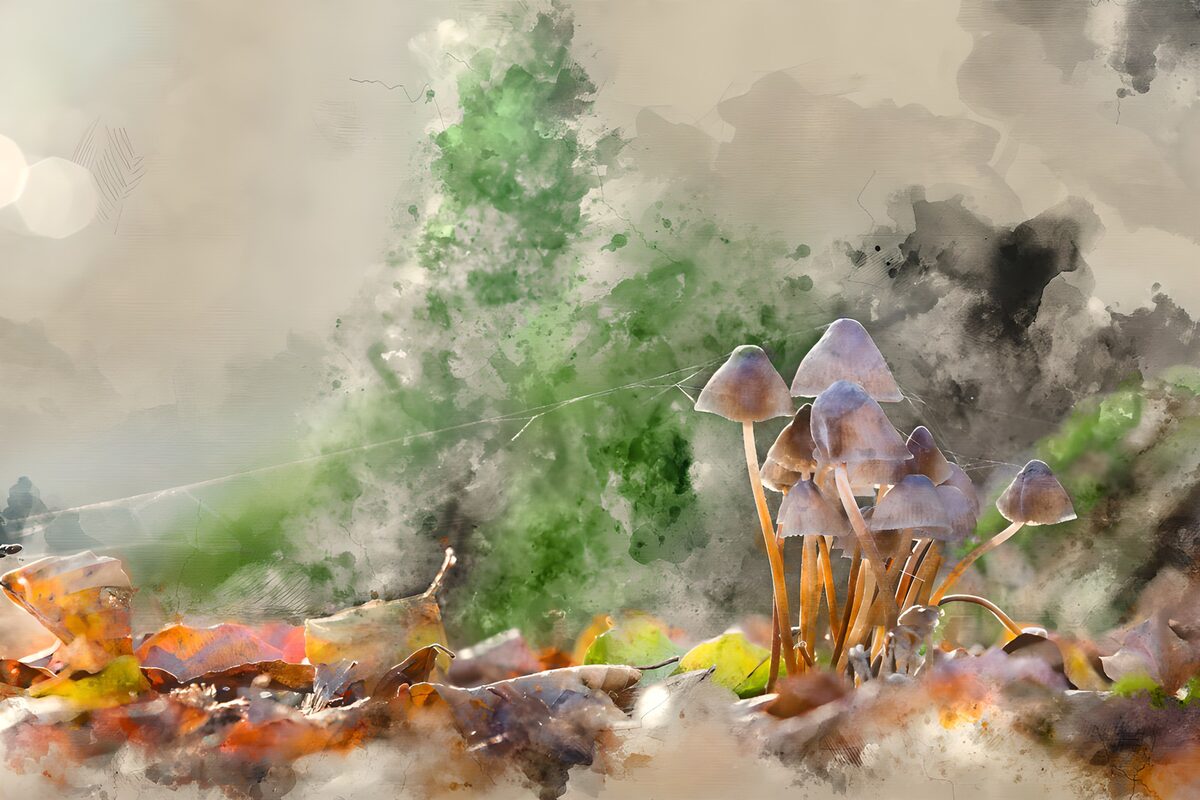 Enchanted Forest Mushrooms