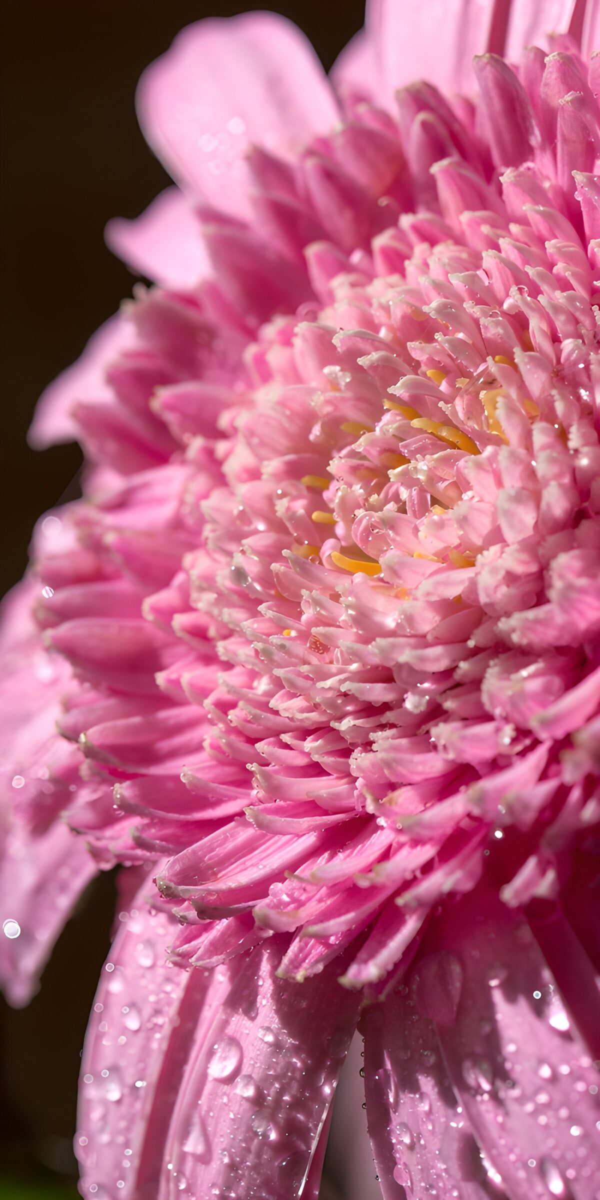 OCCOM3679687: Radiant Pink Blossom