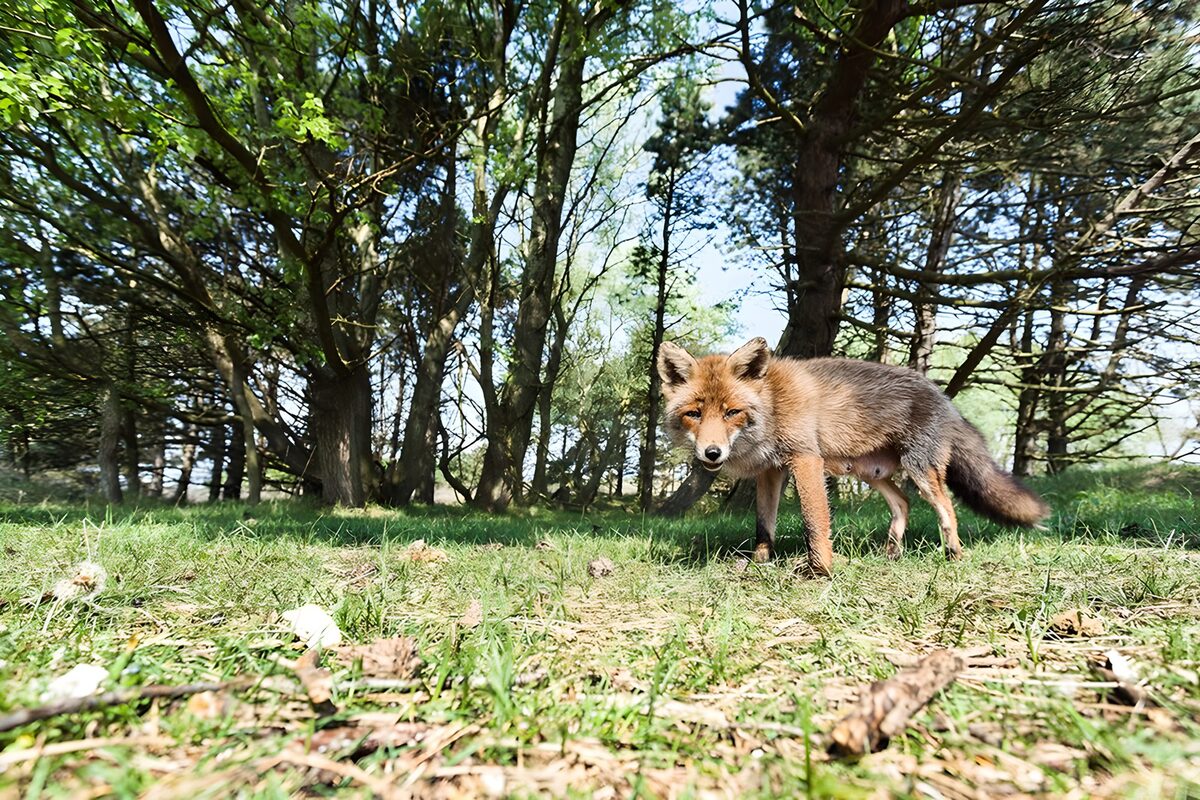 OCCOM1314812: Curious Fox in the Forest