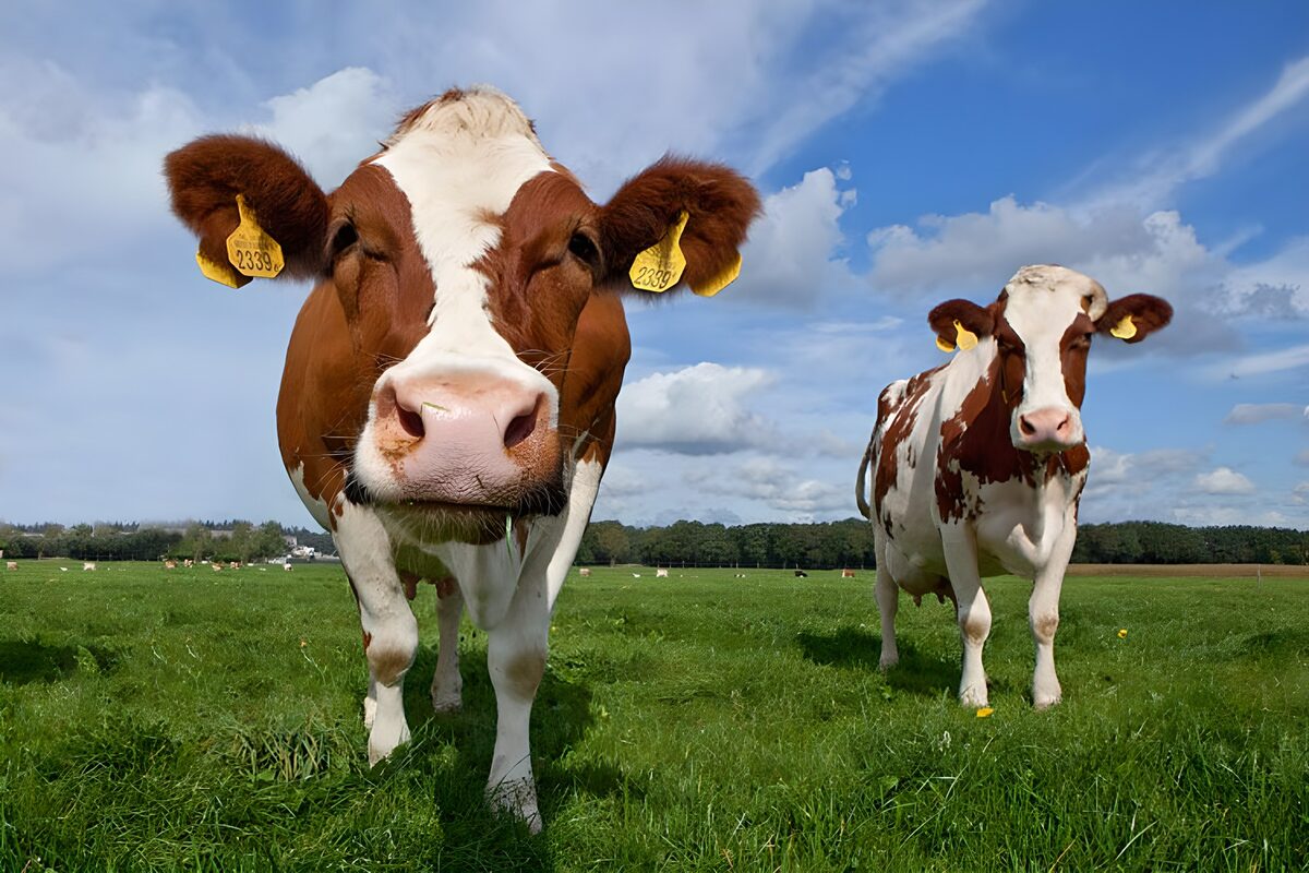 Curious Cows in a Green Pasture