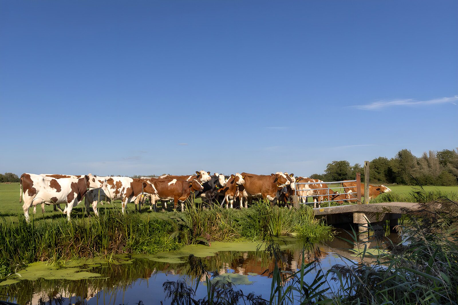 OCCOM7739633: Cows by the Meadow Bridge