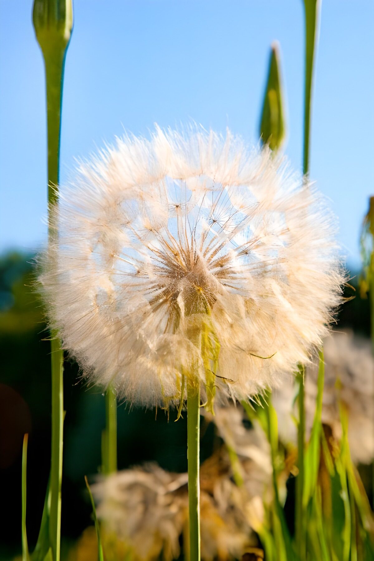 OCCOM8446512: Delicate Dandelion in Full Bloom