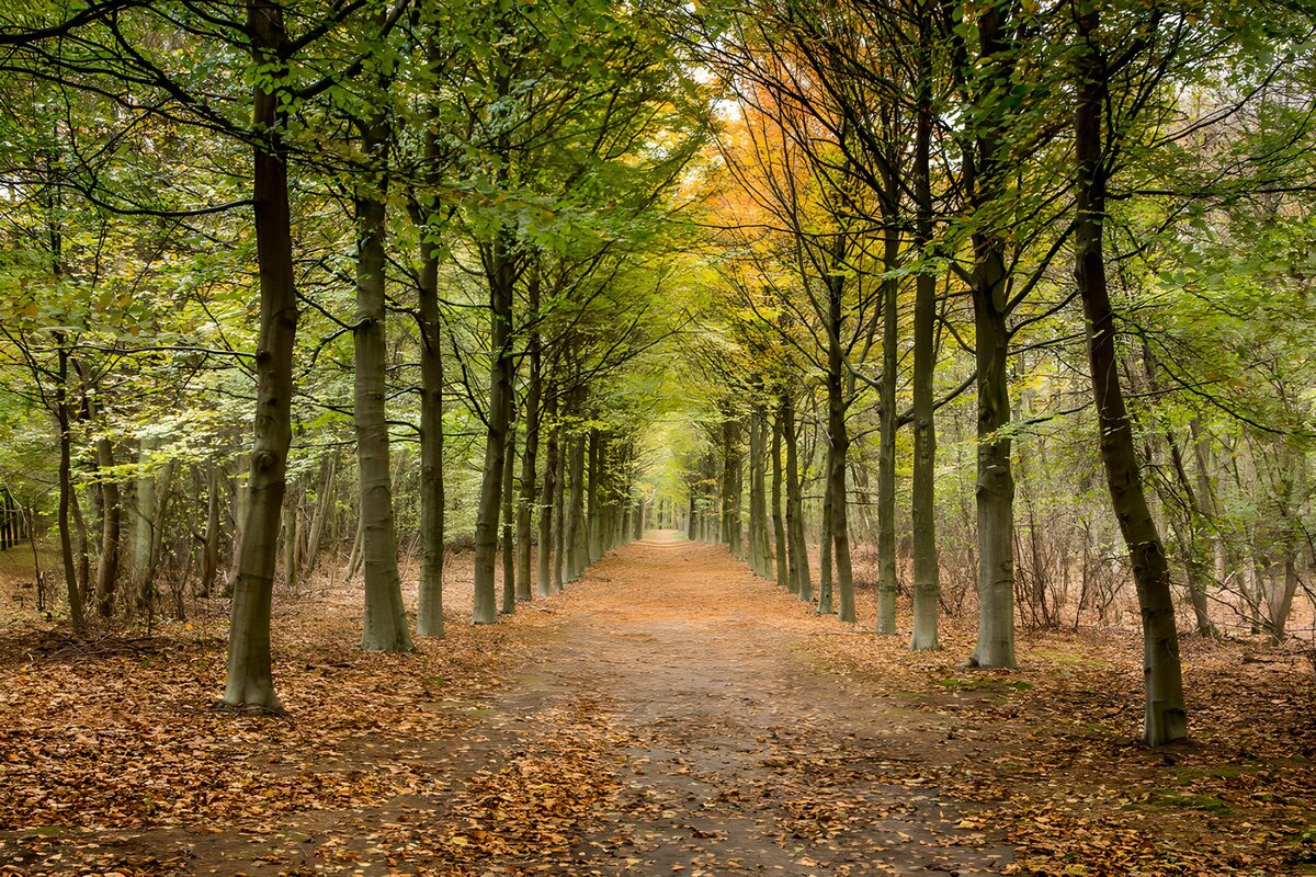 OCCOM9644595: Serene Autumn Pathway Through Trees