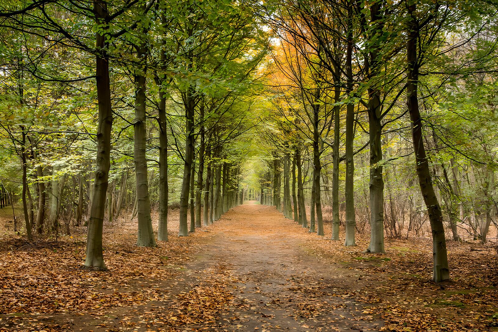 OCCOM9644595: Serene Autumn Pathway Through Trees