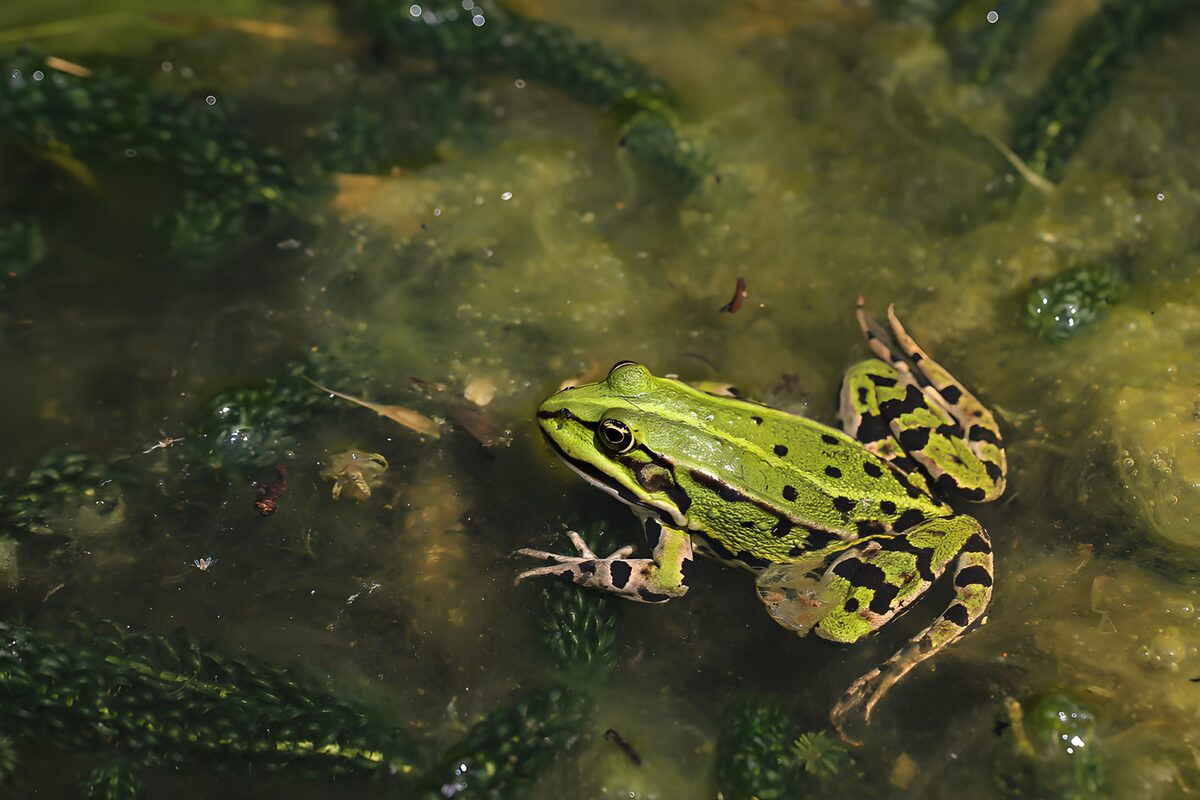OCCOM6283842: Vibrant Green Frog in Pond Habitat