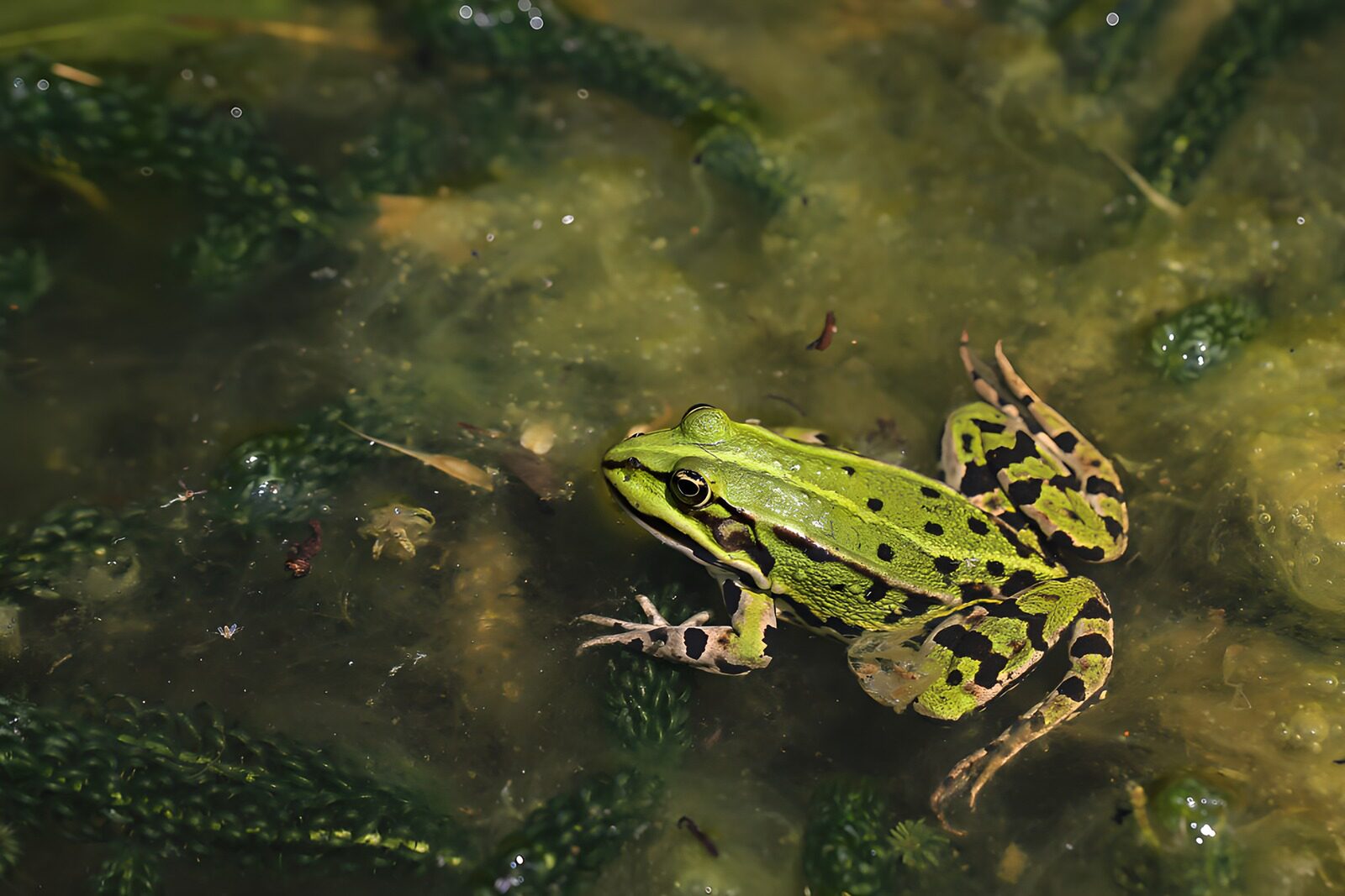 OCCOM6283842: Vibrant Green Frog in Pond Habitat