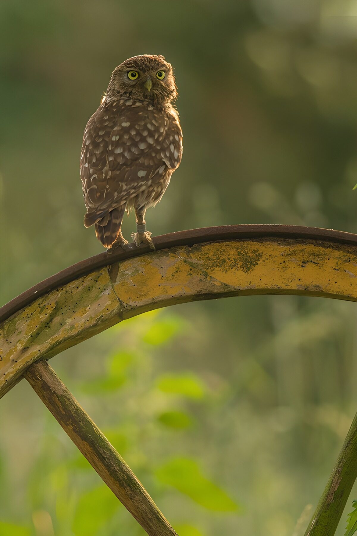 OCCOM6962968: Owl Perched on a Weathered Wheel