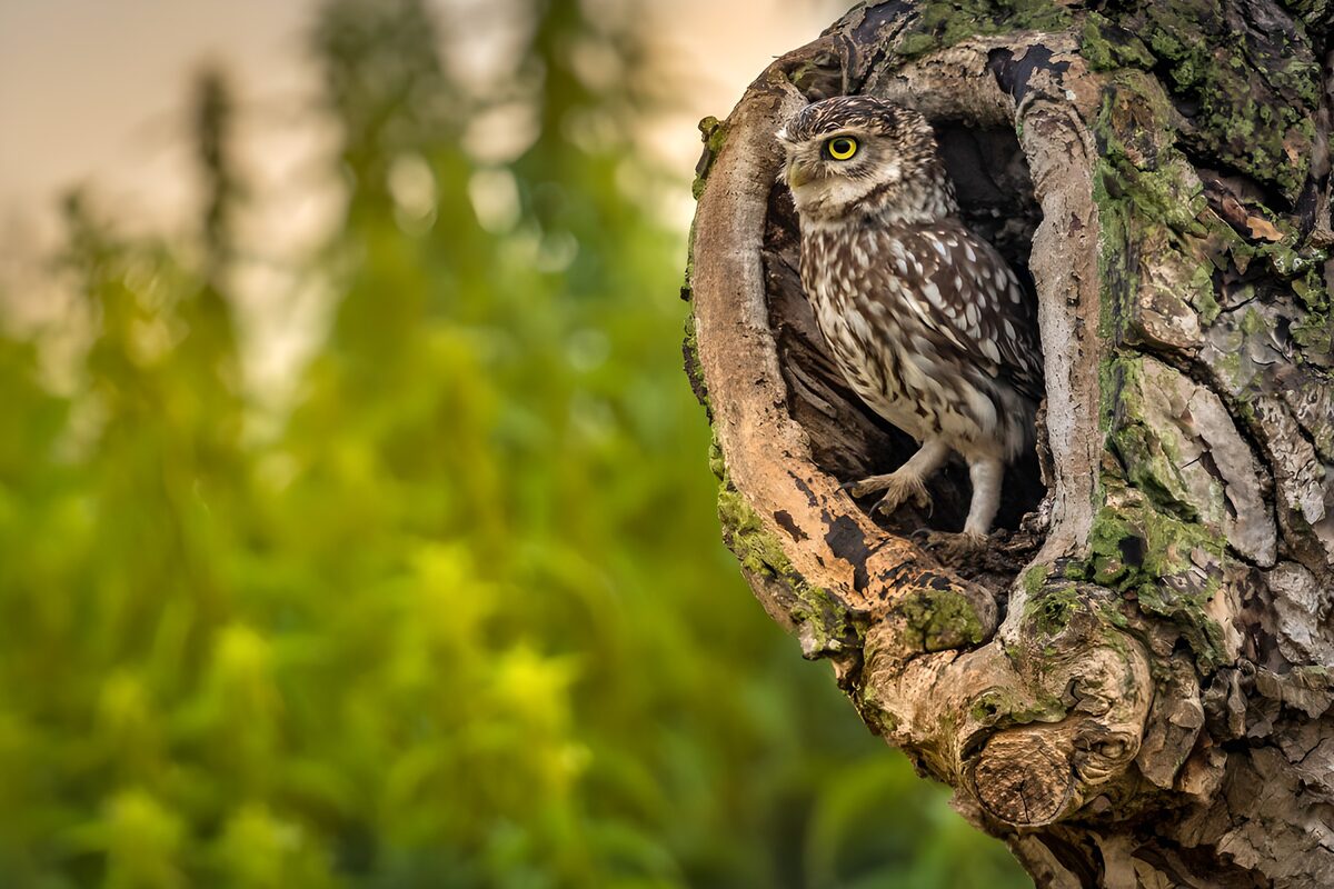 Owl Nesting in a Tree Hollow