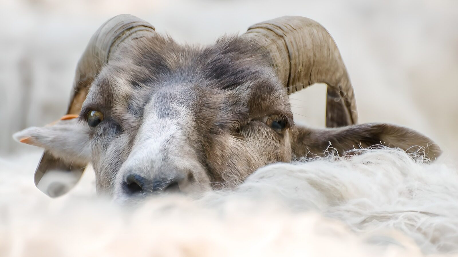 OCCOM5621263: Curious Sheep Among the Flock