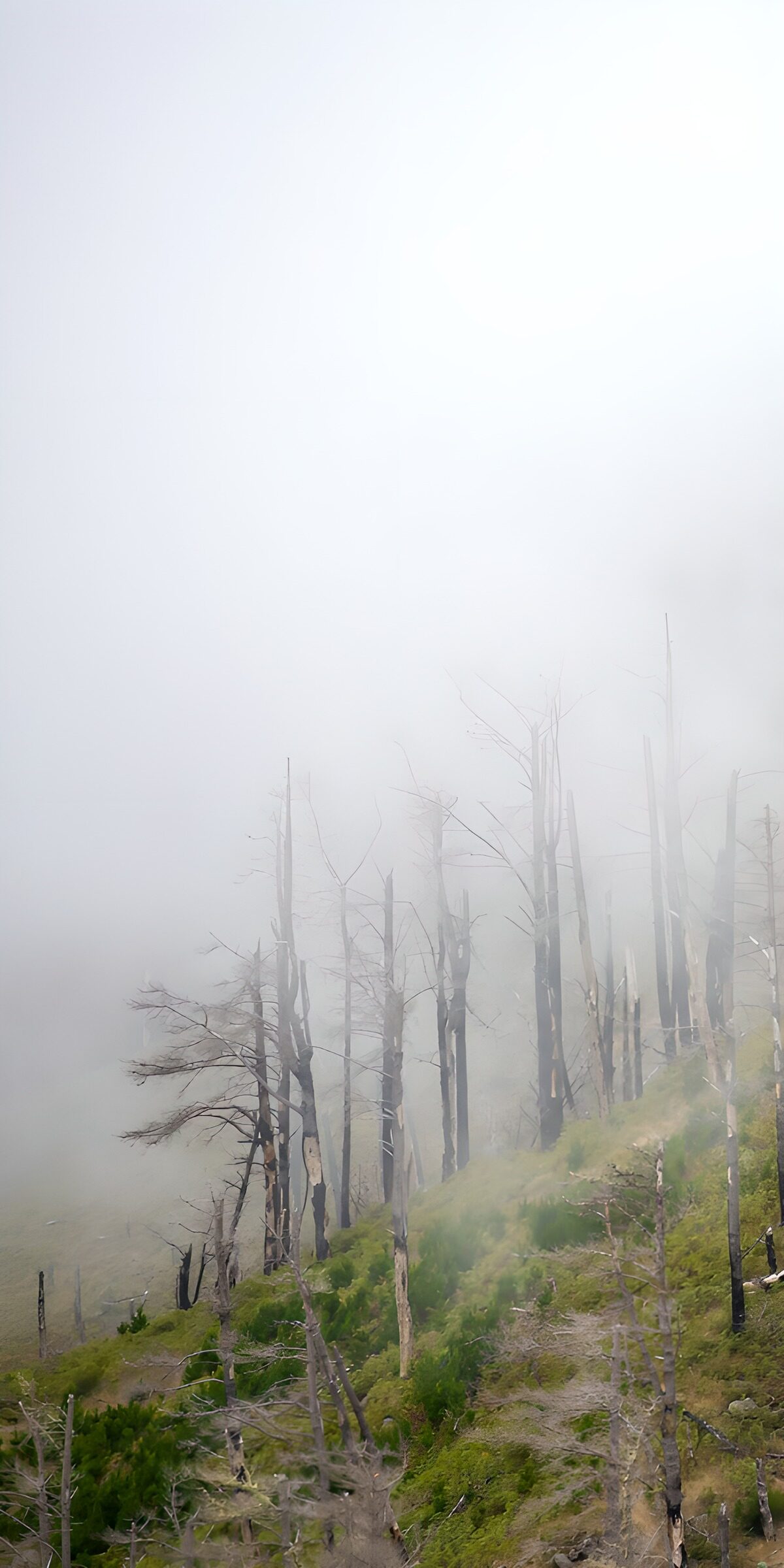 OCCOM2651593: Mysterious Fog Over Barren Trees