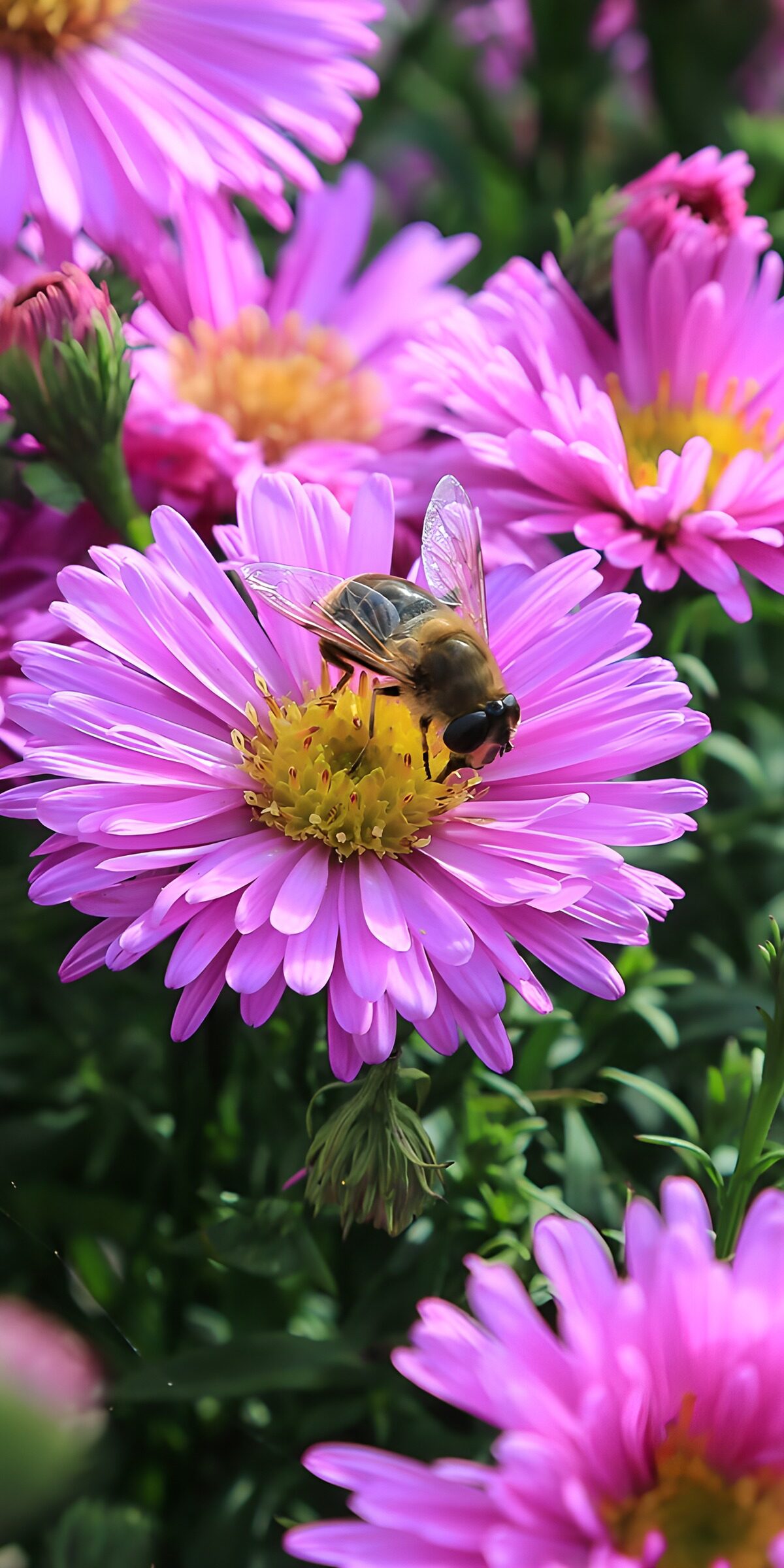 OCCOM1661284: Bee Collecting Nectar from Flowers