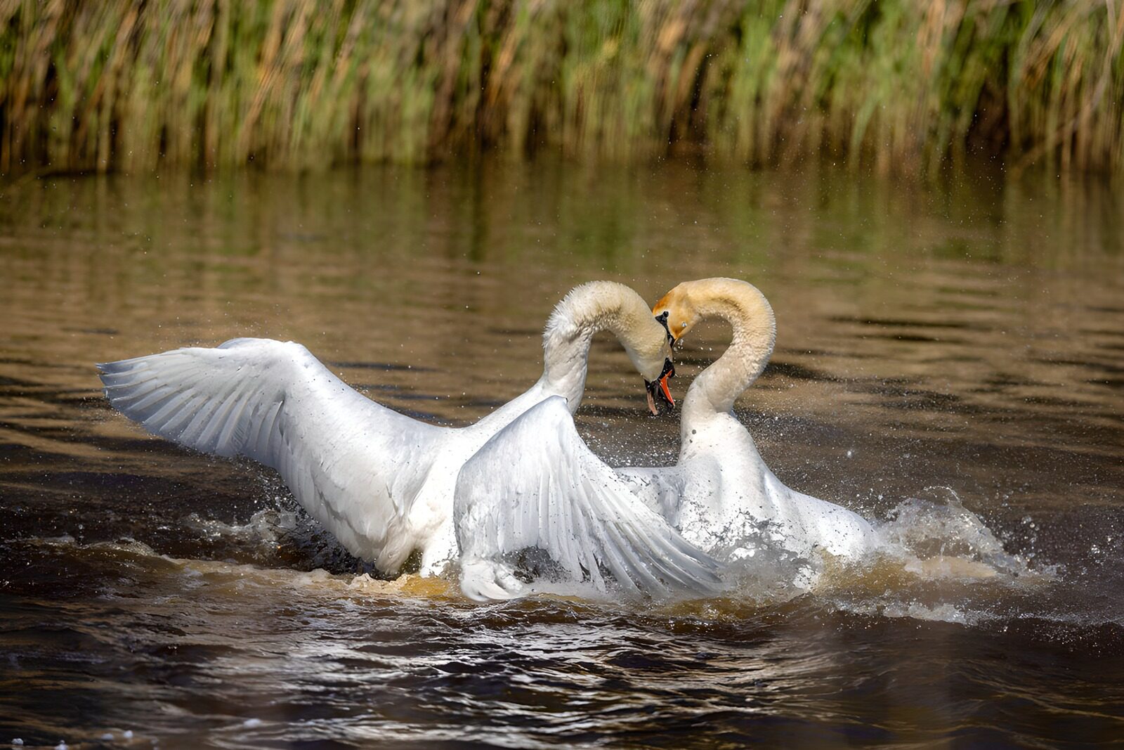 OCCOM2162633: Graceful Encounter: Swans in Motion