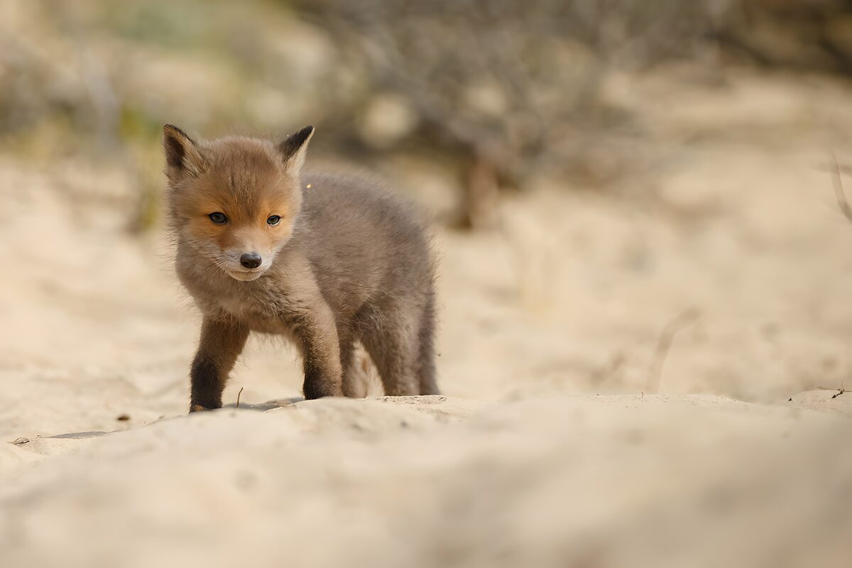 Young Fox Exploring its Habitat