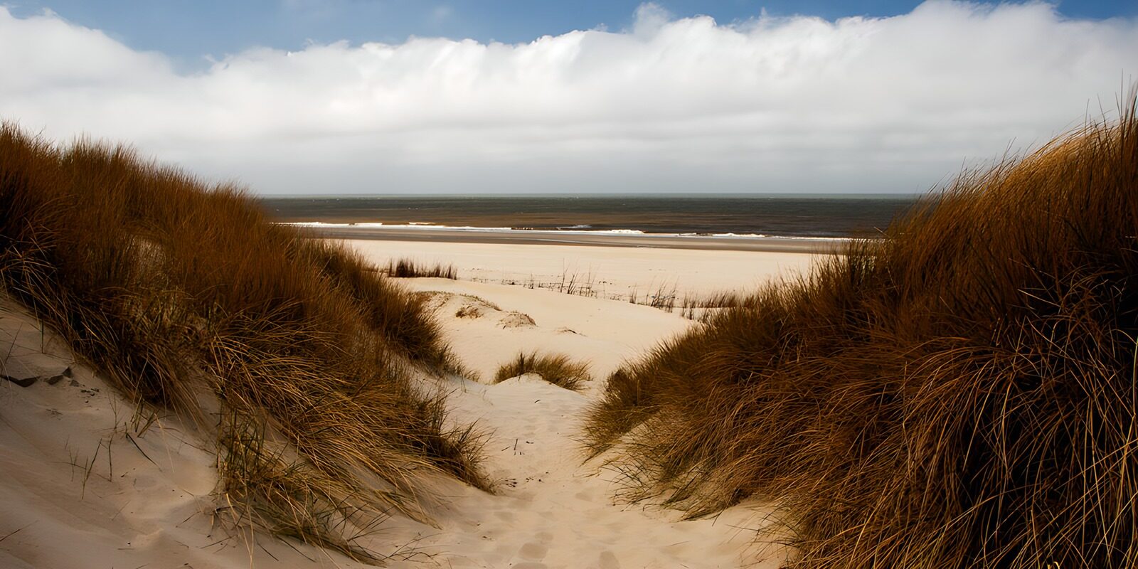 OCCOM3209659: Tranquil Dunes by the Beach
