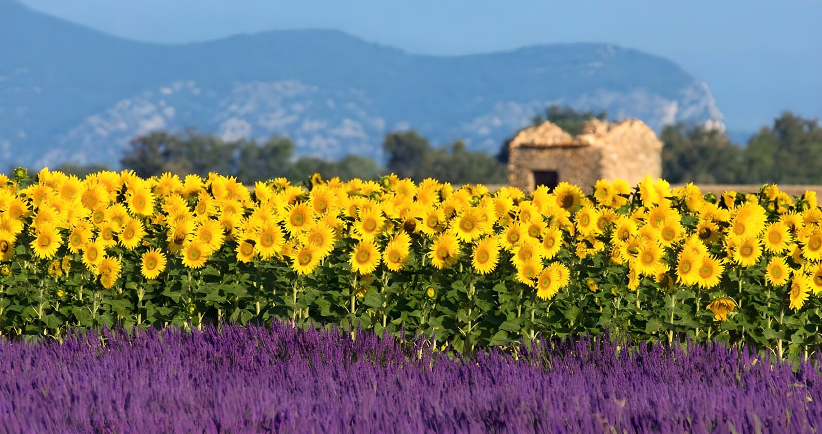 OCCOM7120315: Sunflowers and Lavender Bliss