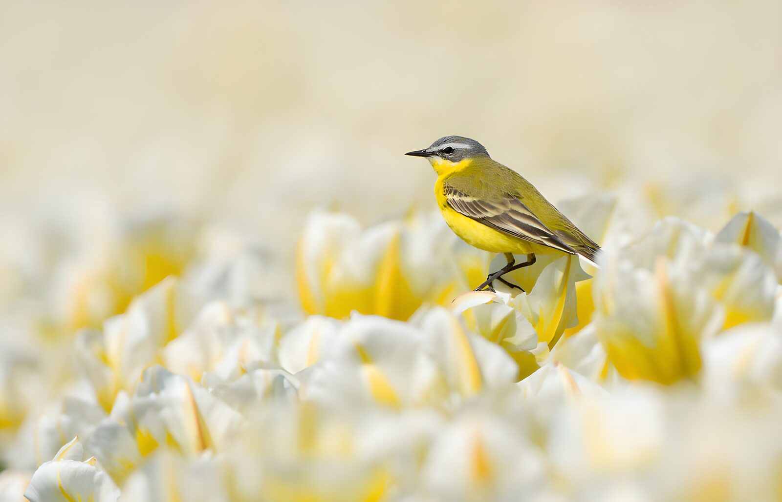 OCCOM8819745: Bird Among the Blooming Tulips