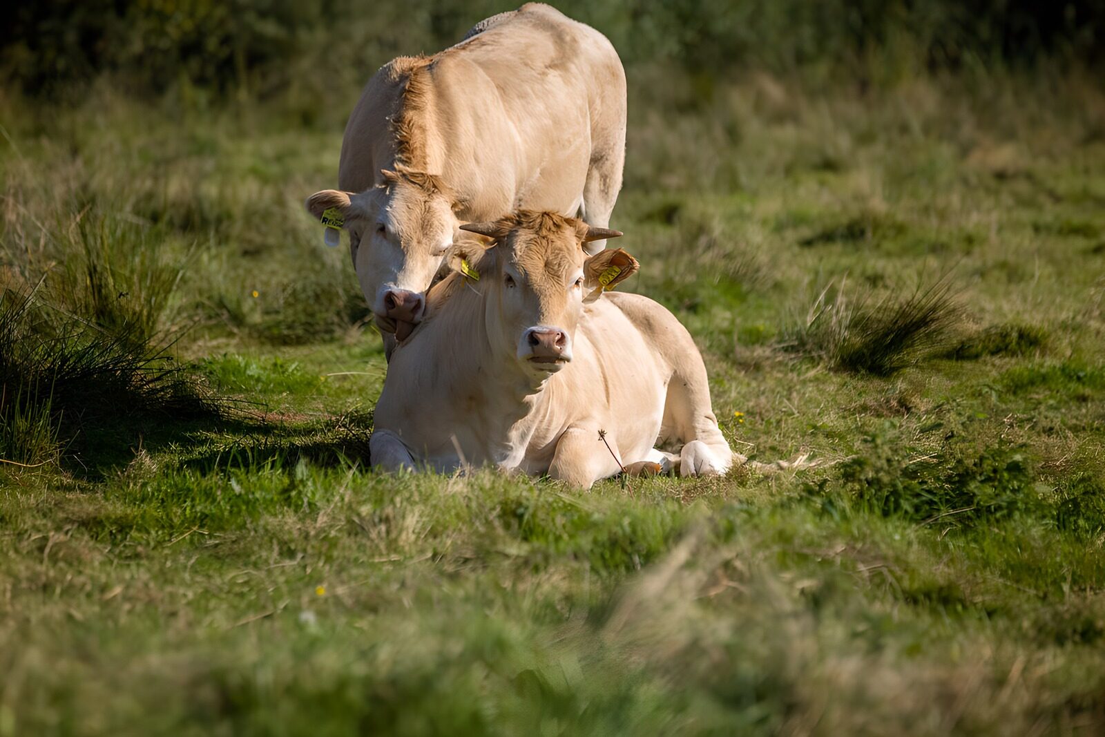 OCCOM5337575: Peaceful Cows in a Sunny Meadow