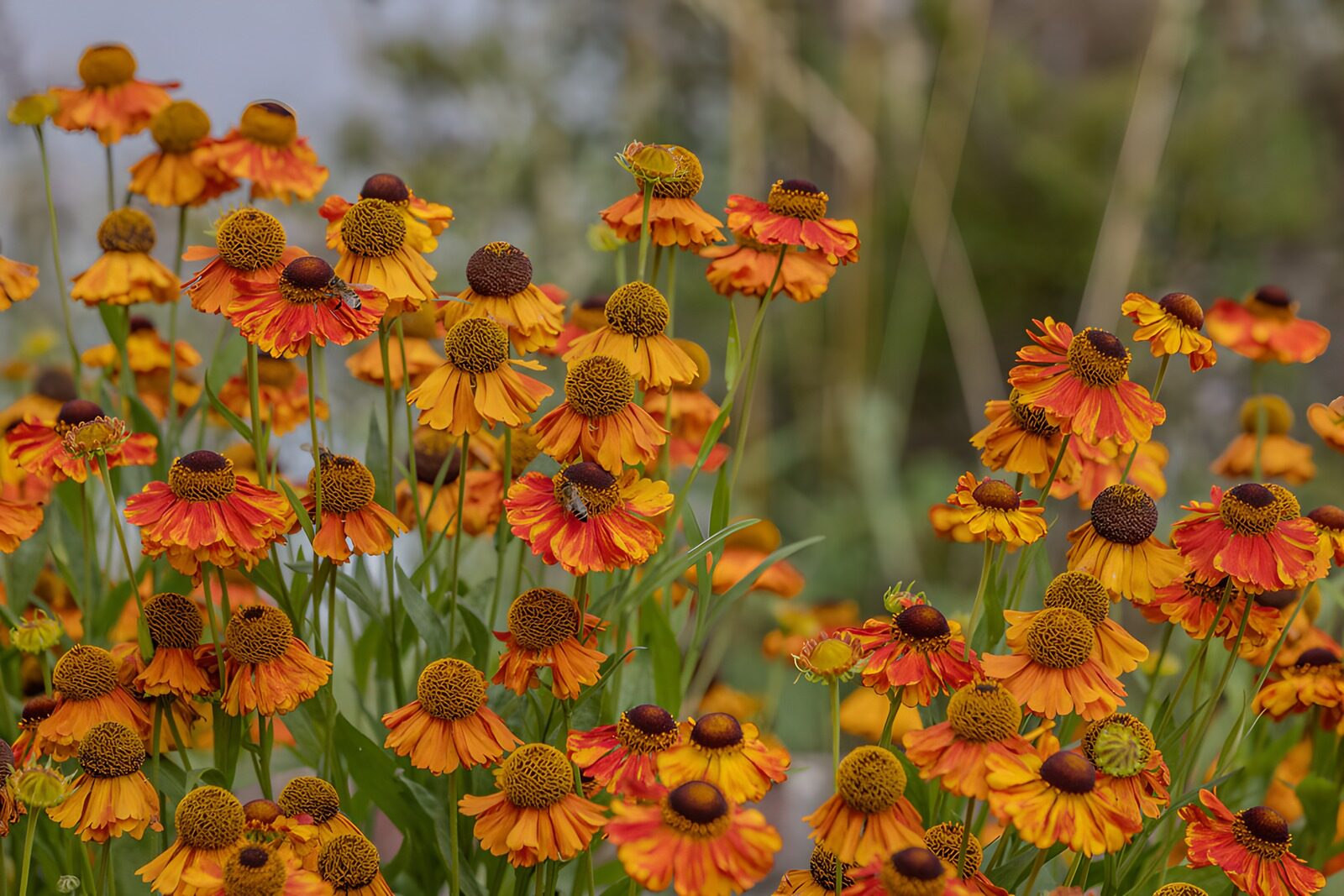 OCCOM4889326: Vibrant Orange Floral Display